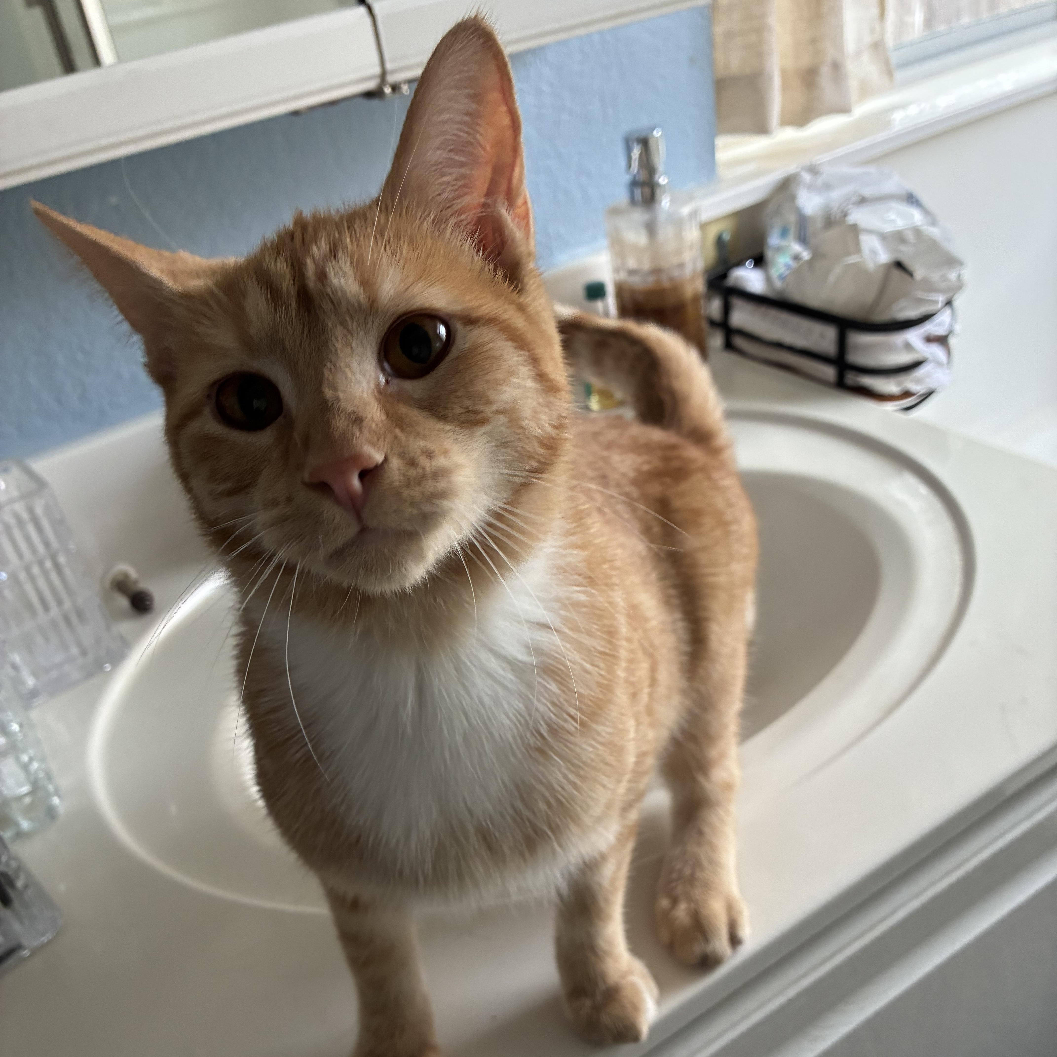 Enlarge Arch & Hayden, a Adoptable Domestic Short Hair in Austin, TX image 2/4