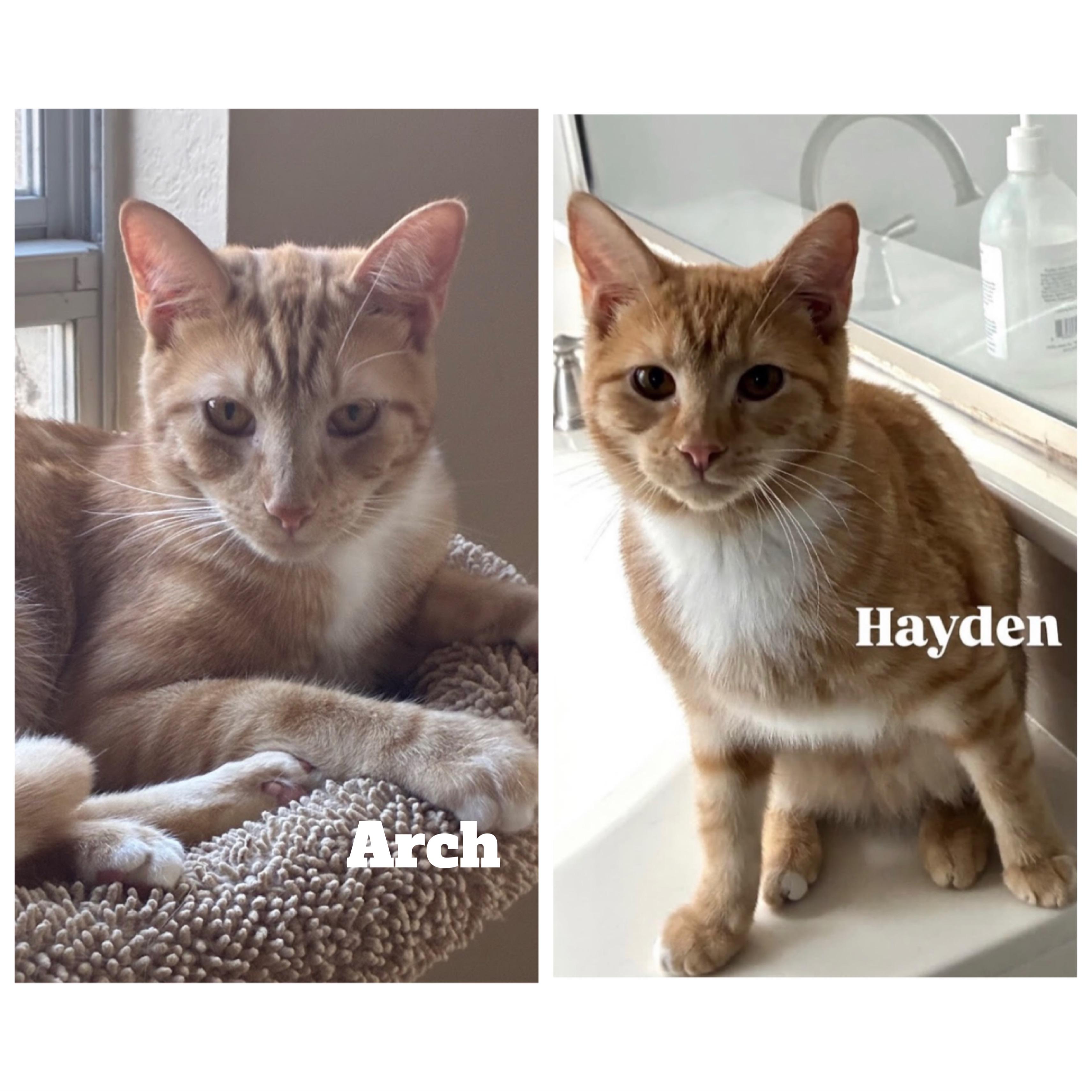 Enlarge Arch & Hayden - BONDED PAIR, a Adoptable Domestic Short Hair in Austin, TX image 2/6