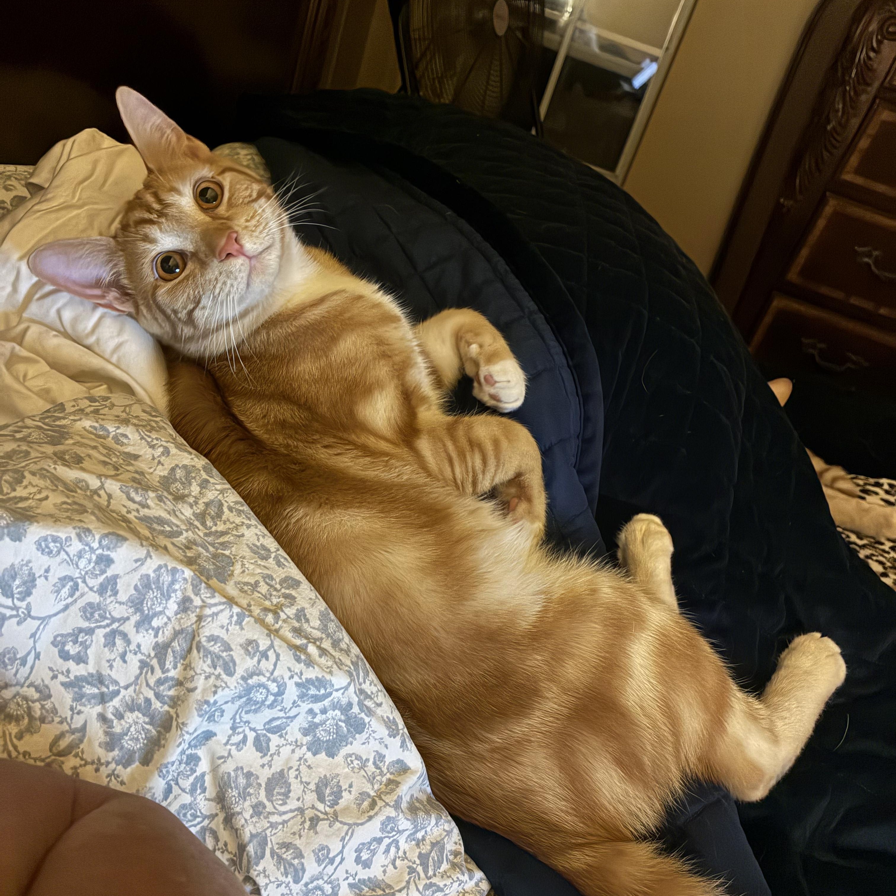 Arch & Hayden, Adoptable, Young Male Domestic Short Hair.