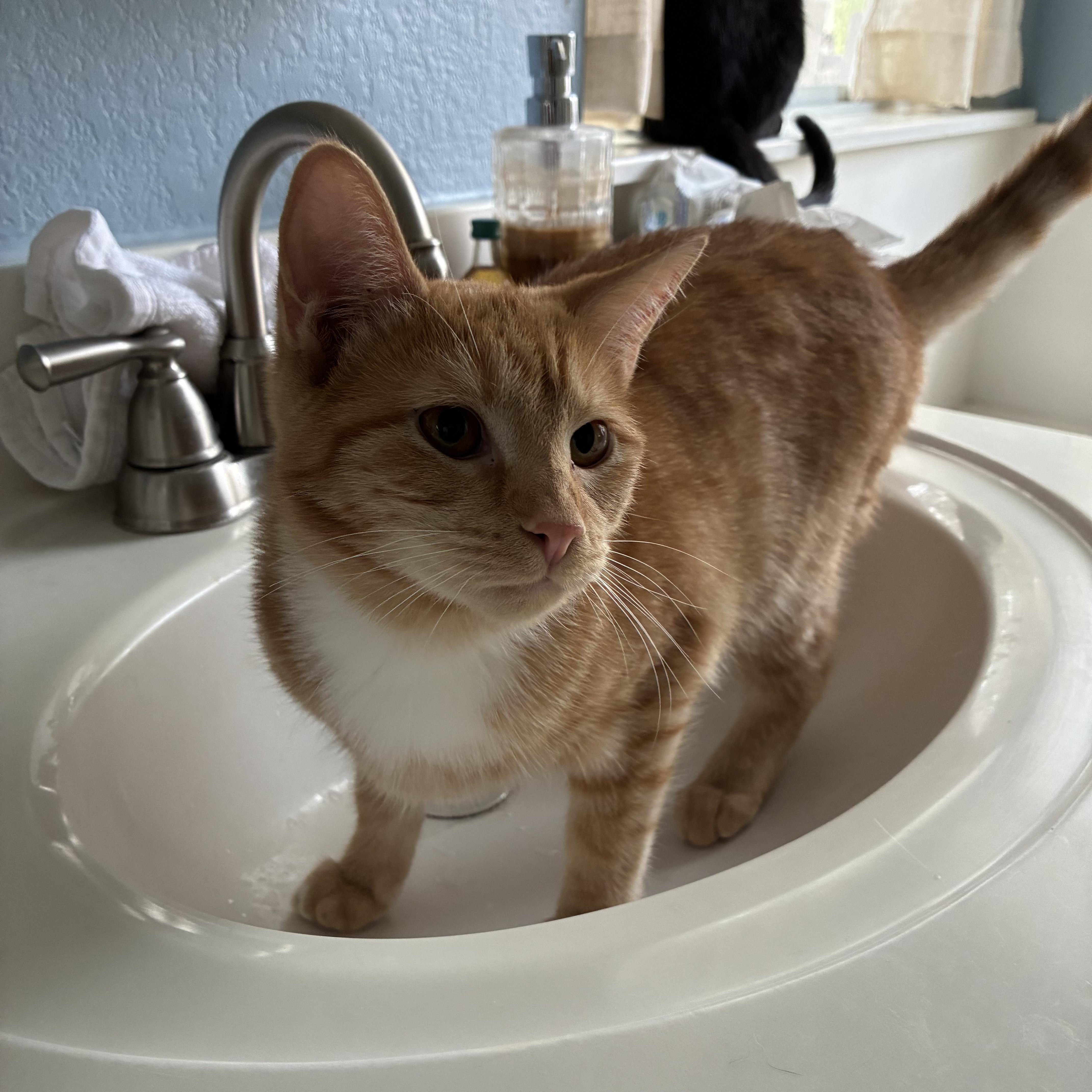 Enlarge Arch & Hayden, a Adoptable Domestic Short Hair in Austin, TX image 4/4