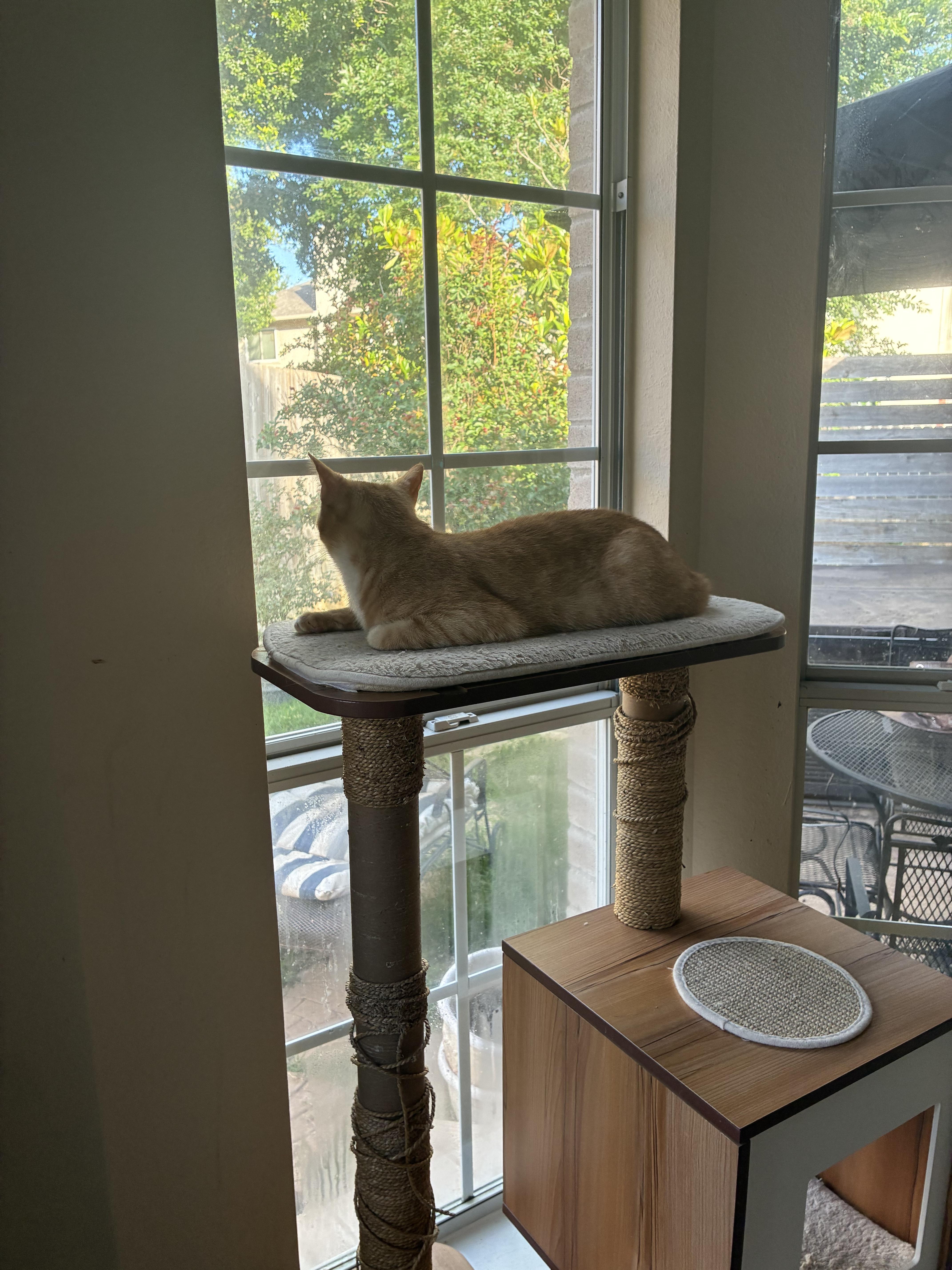 Enlarge Arch & Hayden - BONDED PAIR, a Adoptable Domestic Short Hair in Austin, TX image 3/6