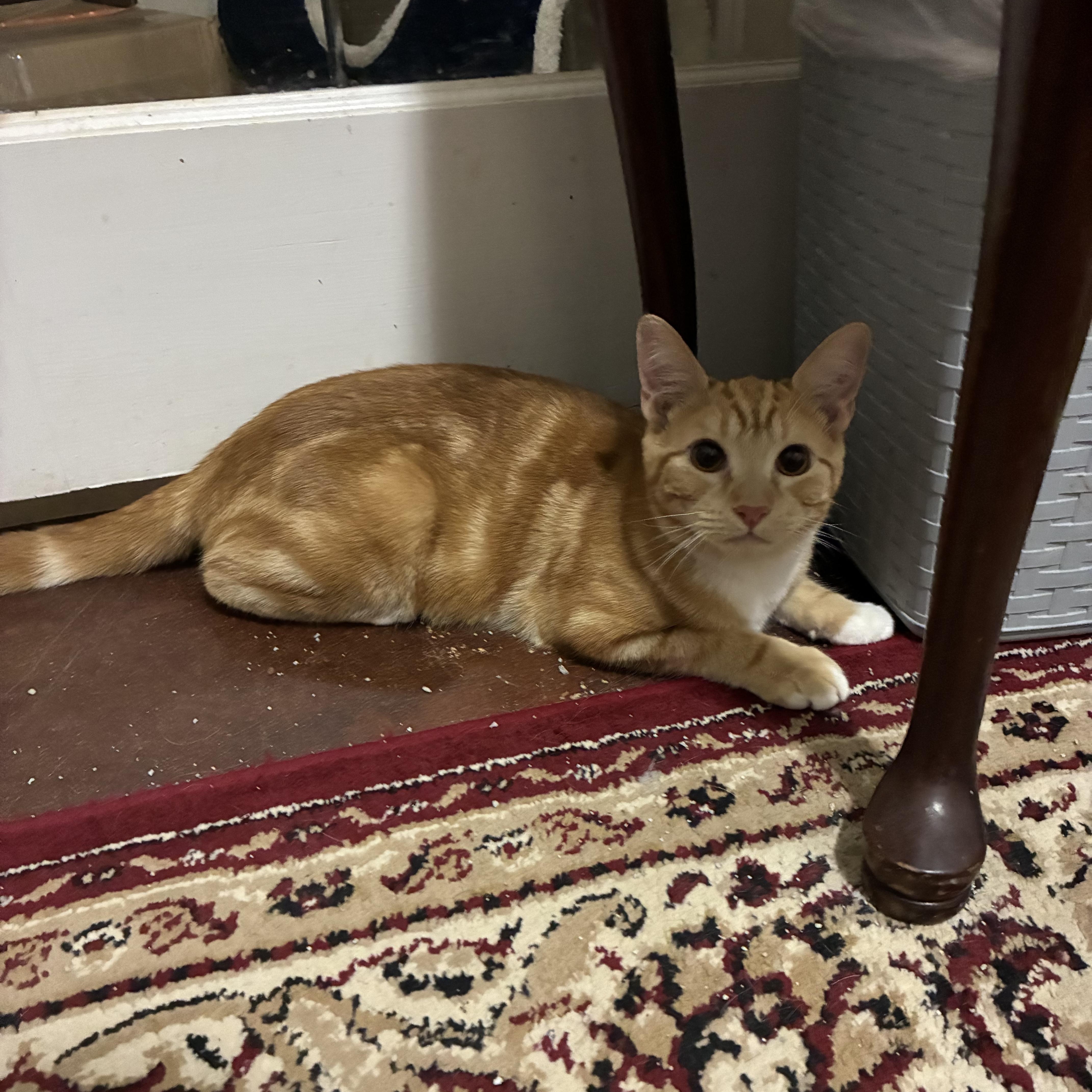 Enlarge Arch & Hayden, a Adoptable Domestic Short Hair in Austin, TX image 3/4