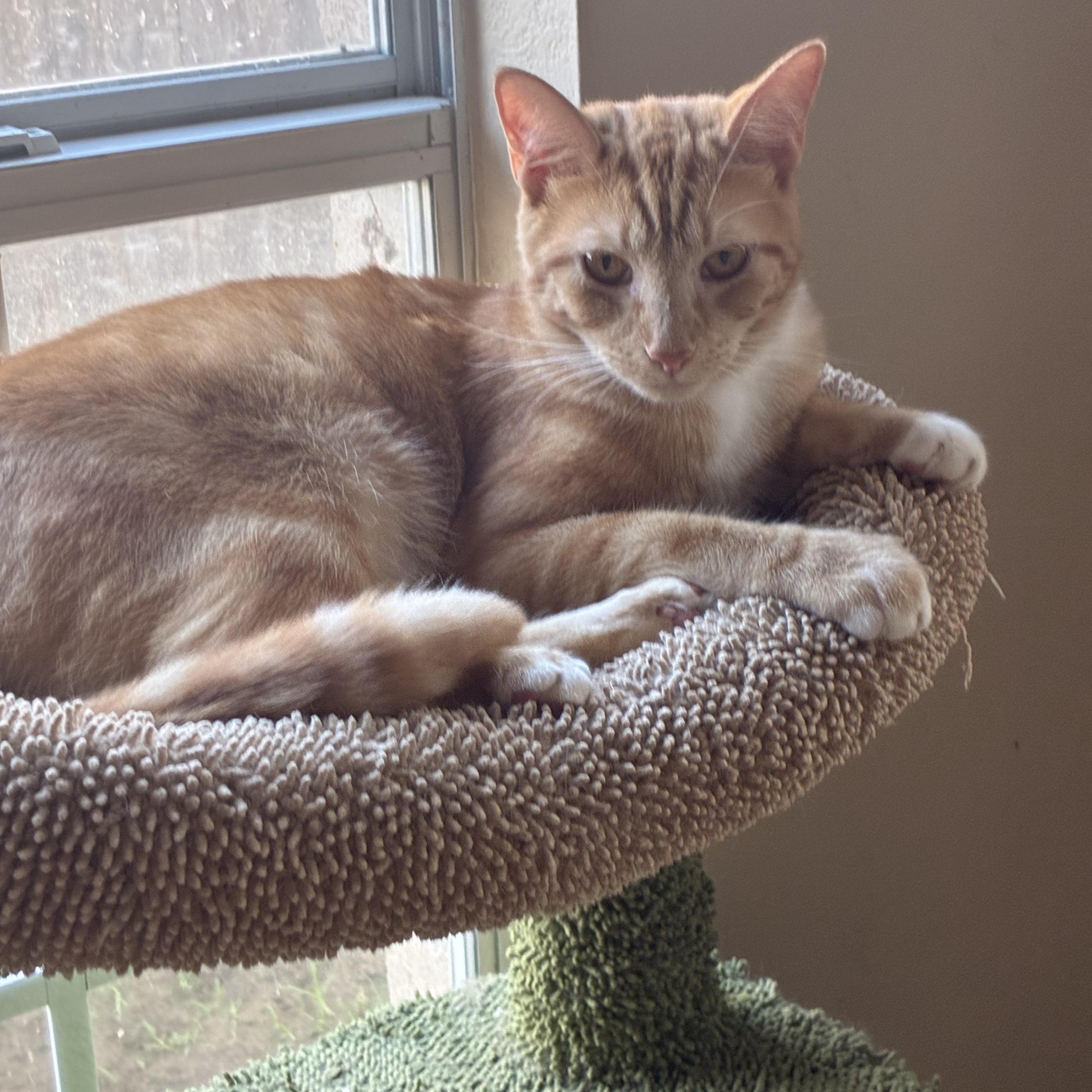 Enlarge Arch & Hayden - BONDED PAIR, a Adoptable Domestic Short Hair in Austin, TX image 4/6