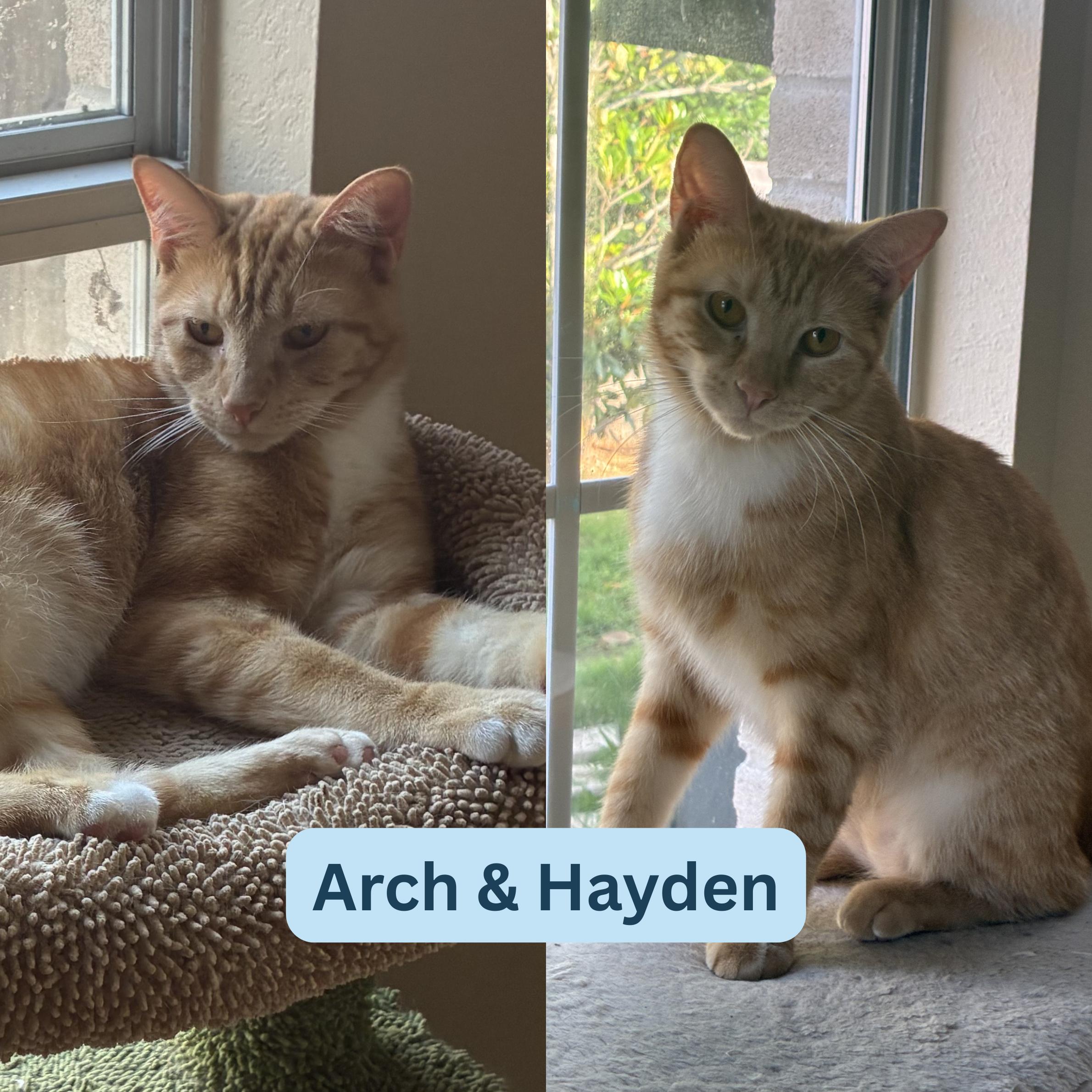Enlarge Arch & Hayden - BONDED PAIR, a Adoptable Domestic Short Hair in Austin, TX image 1/6