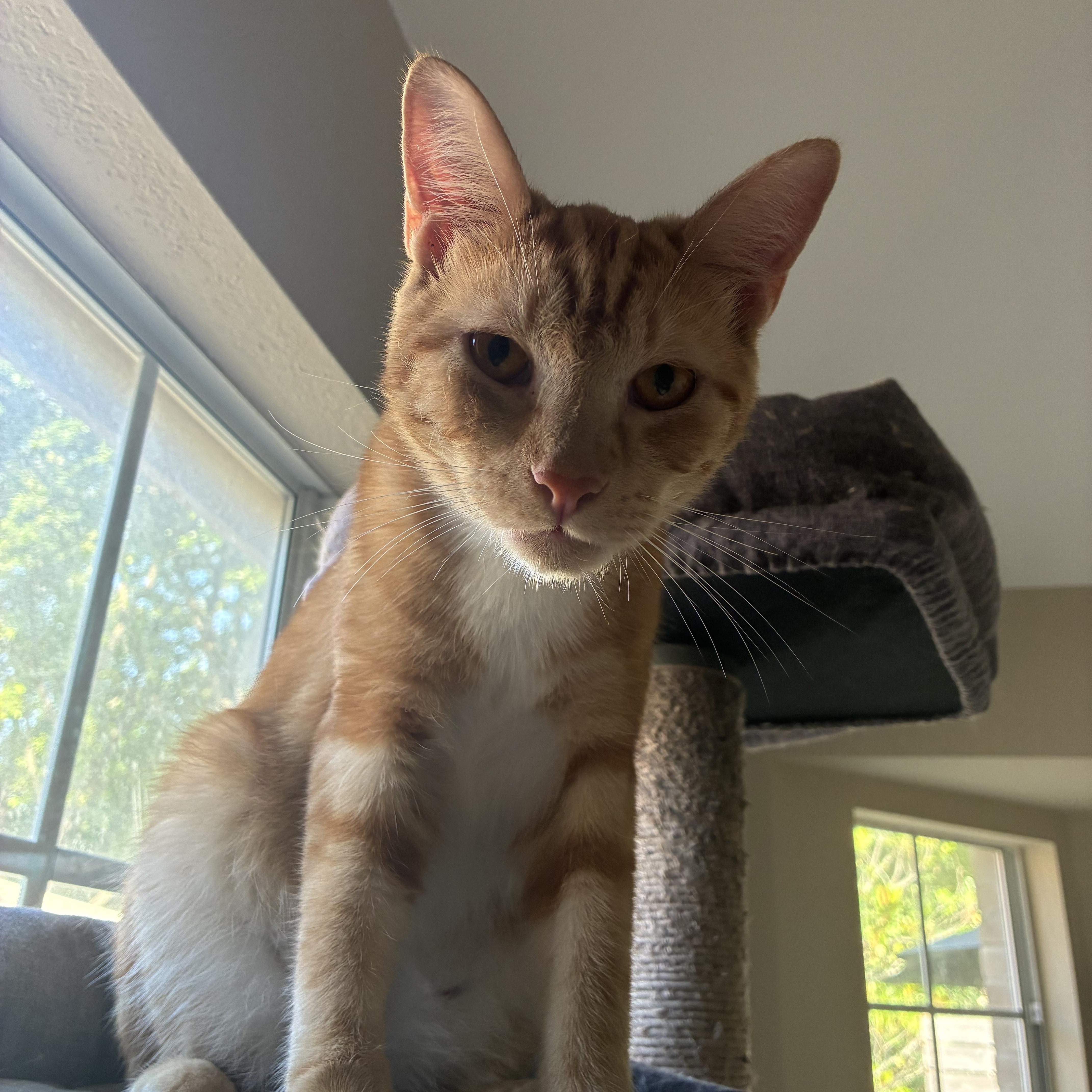 Enlarge Arch & Hayden - BONDED PAIR, a Adoptable Domestic Short Hair in Austin, TX image 6/6
