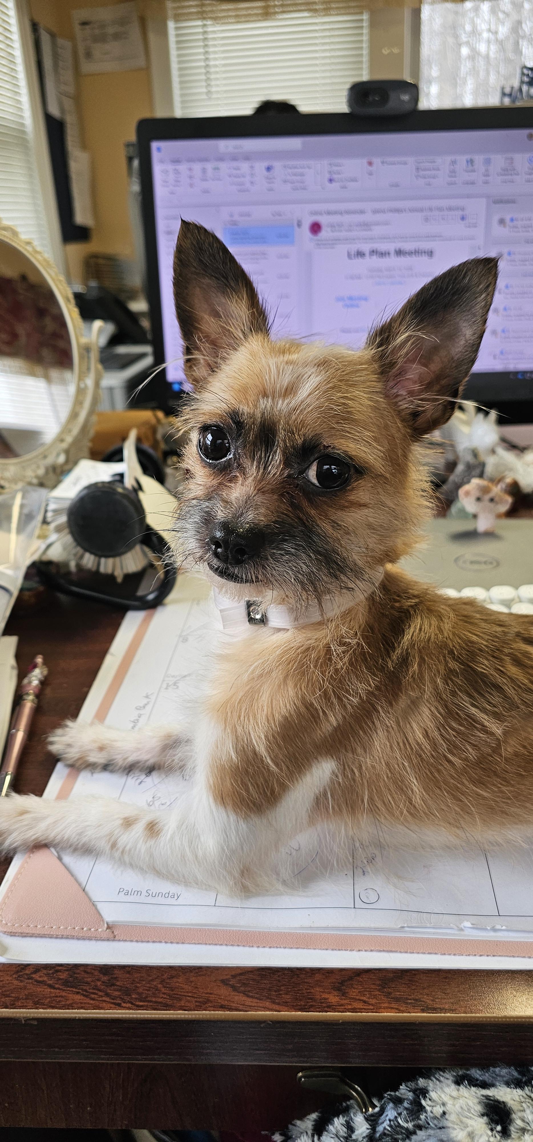 Enlarge Little Scoop..AKA Scout, a ADOPTABLE mixed breed in Hazlet, NJ image 3/4