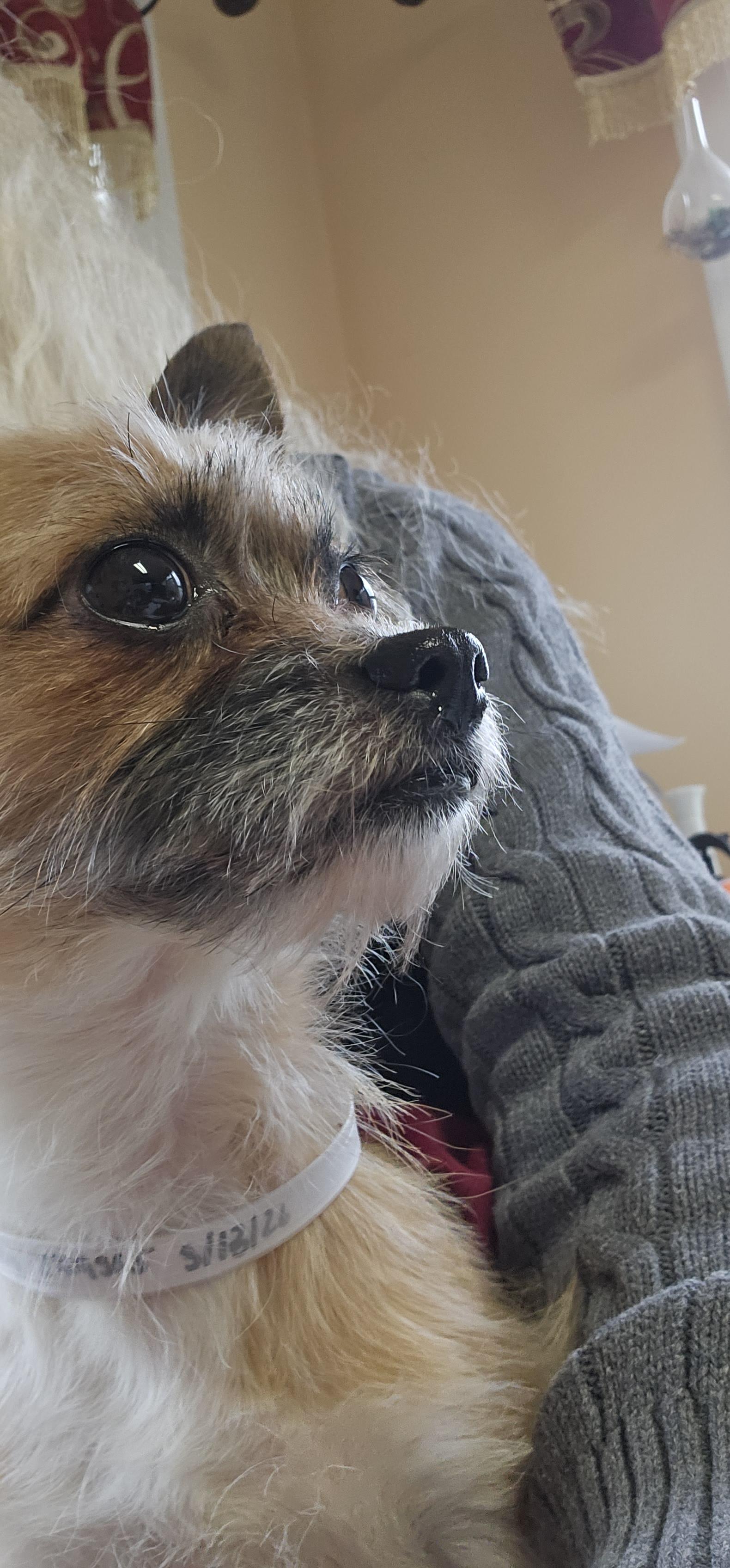 Enlarge Little Scoop..AKA Scout, a ADOPTABLE mixed breed in Hazlet, NJ image 4/4