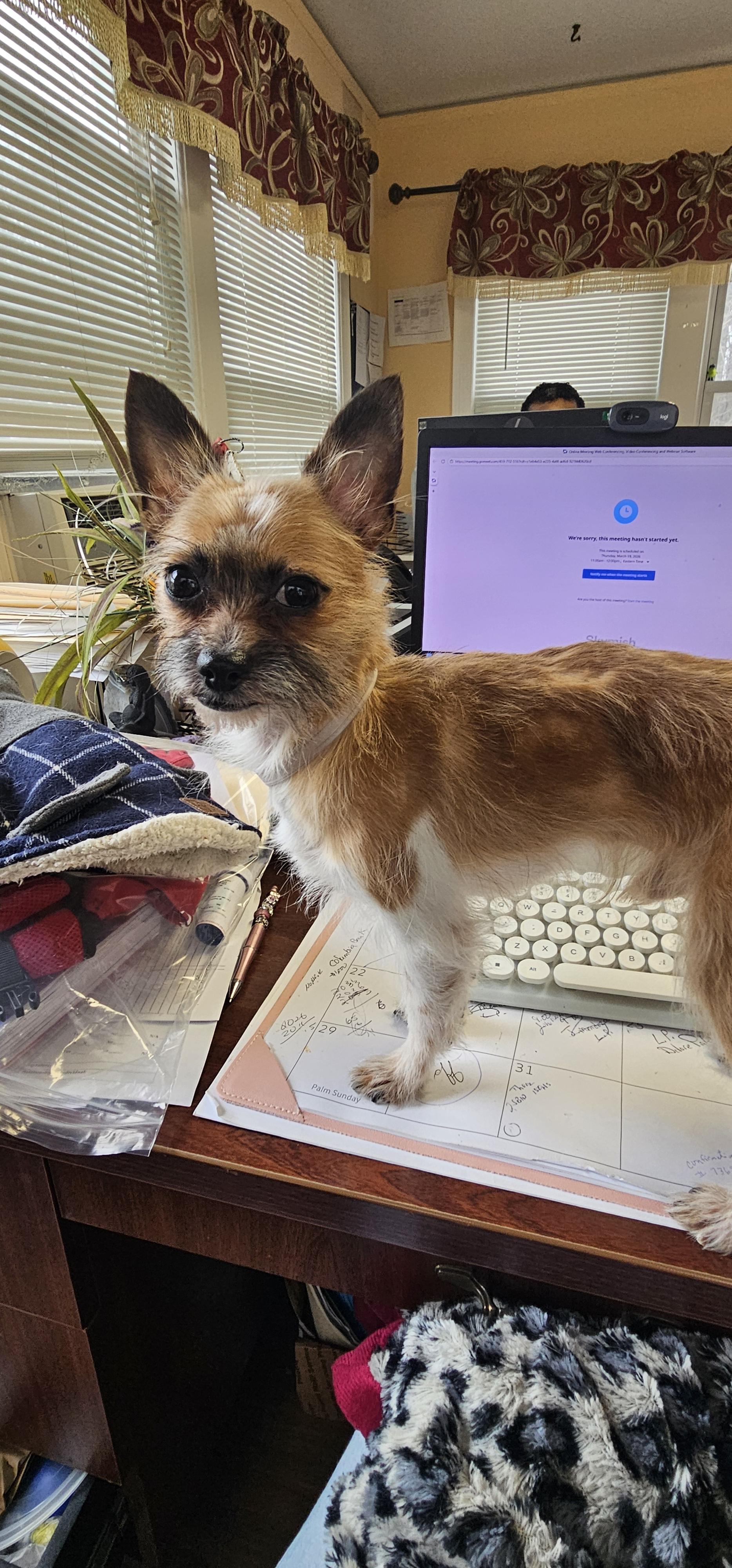 Enlarge Little Scoop..AKA Scout, a ADOPTABLE mixed breed in Hazlet, NJ image 2/4