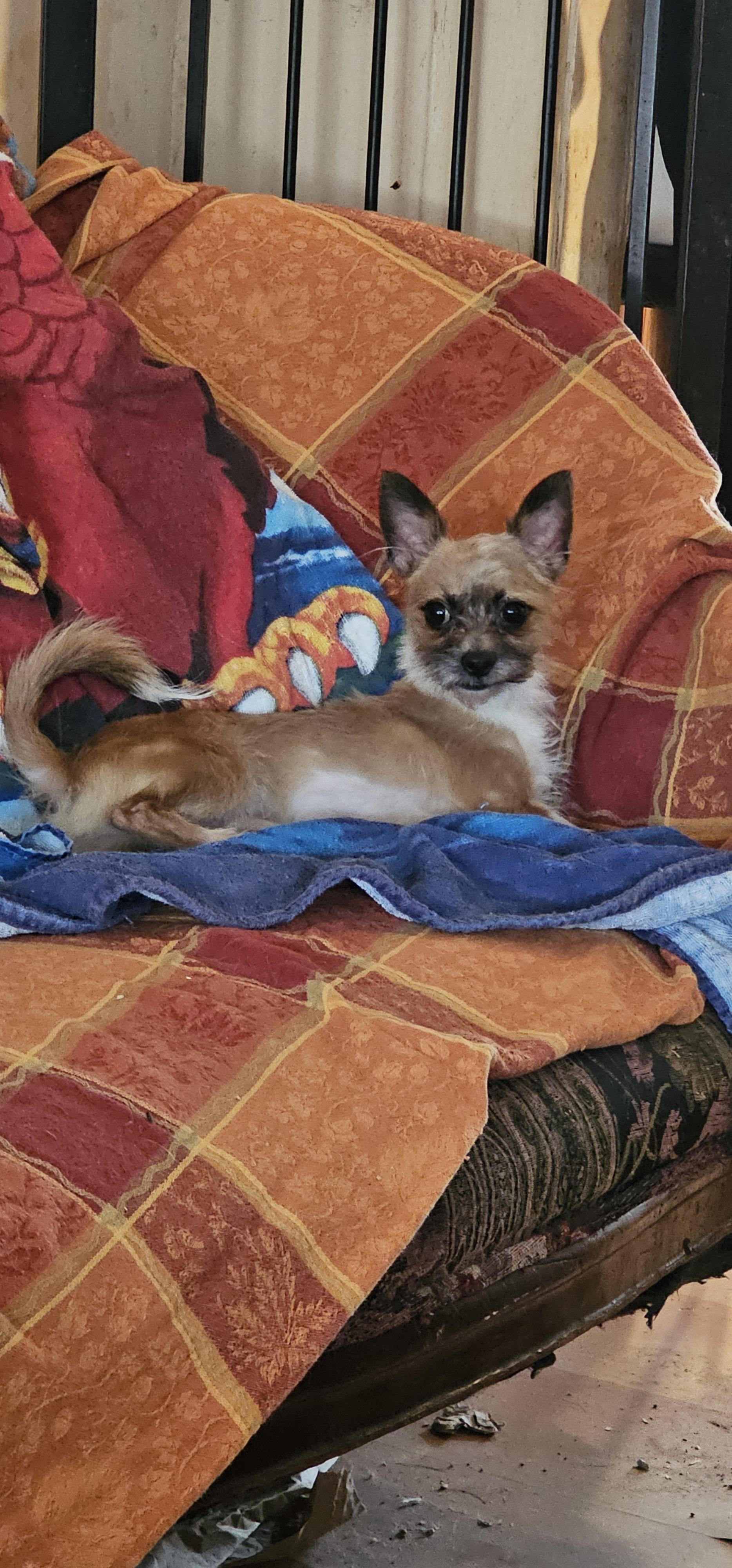 Enlarge Little Scoop..AKA Scout, a ADOPTABLE mixed breed in Hazlet, NJ image 1/4