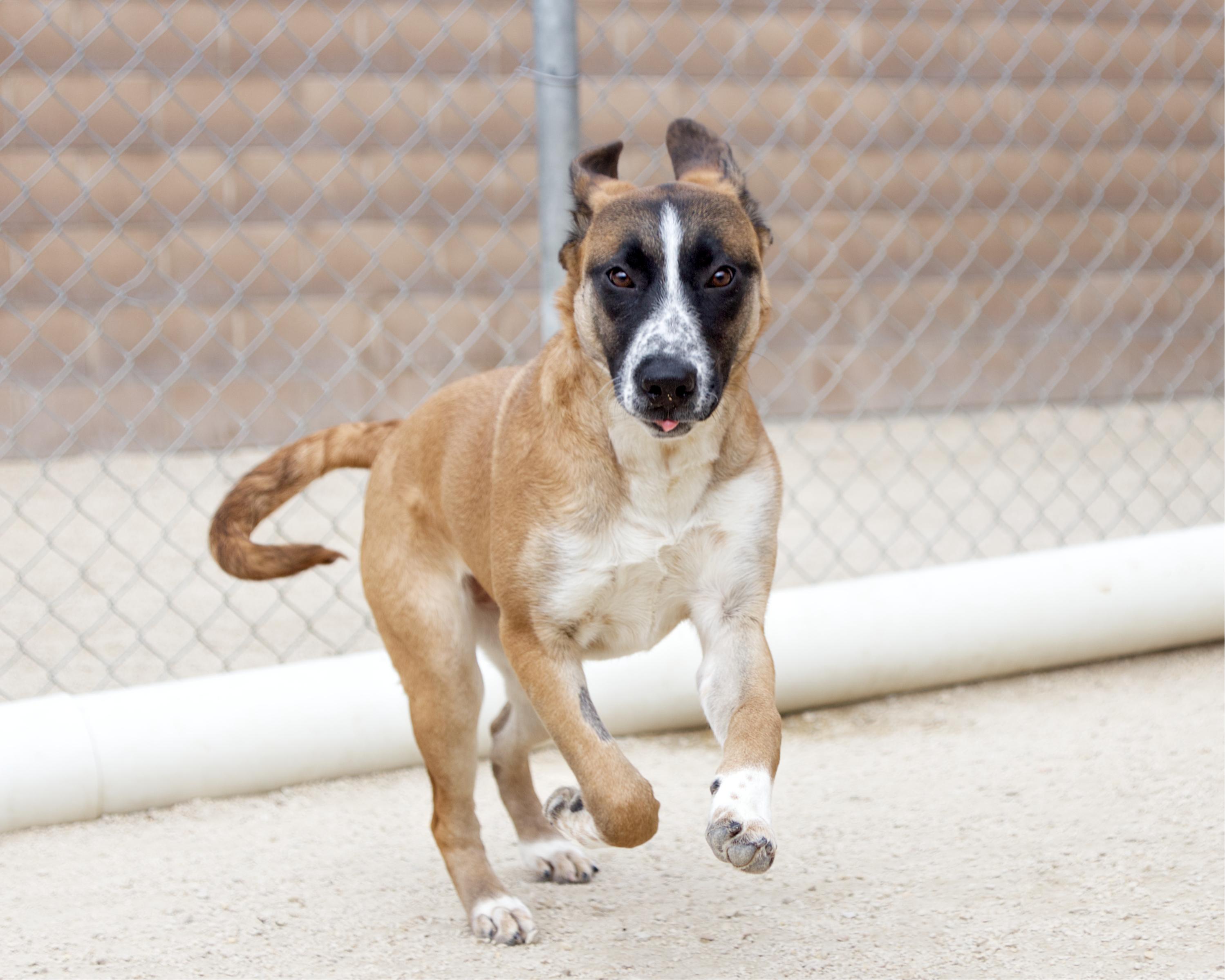 Zoey , an adopted mixed breed in Winnipeg, MB image 3/3