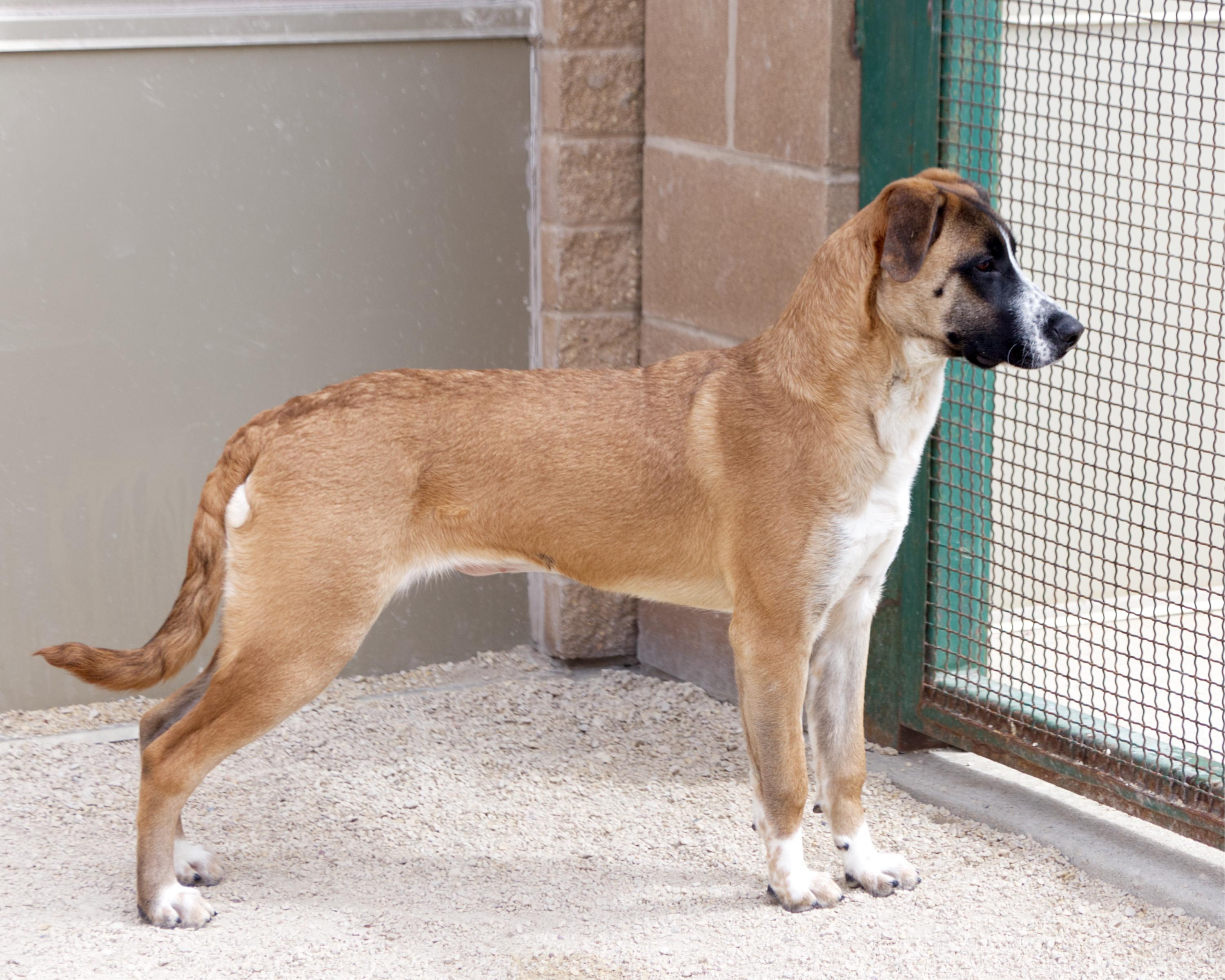 Zoey , an adopted mixed breed in Winnipeg, MB image 2/3