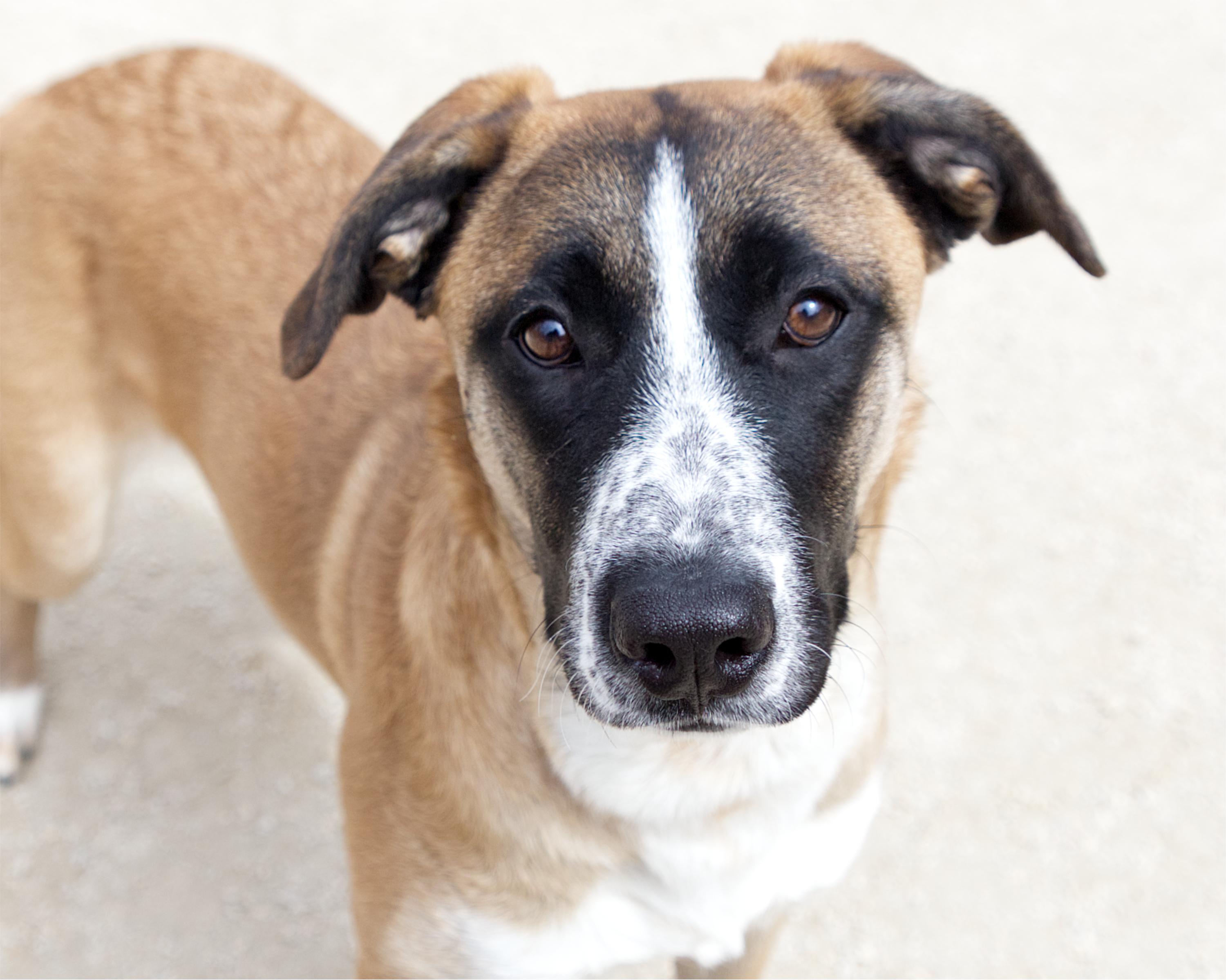 Zoey , adopted, Young Female Shepherd.