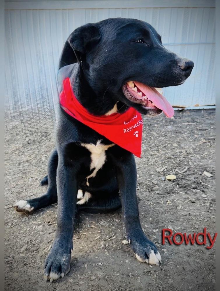 Enlarge Rowdy, a Adoptable mixed breed in Tulsa, OK image 2/2