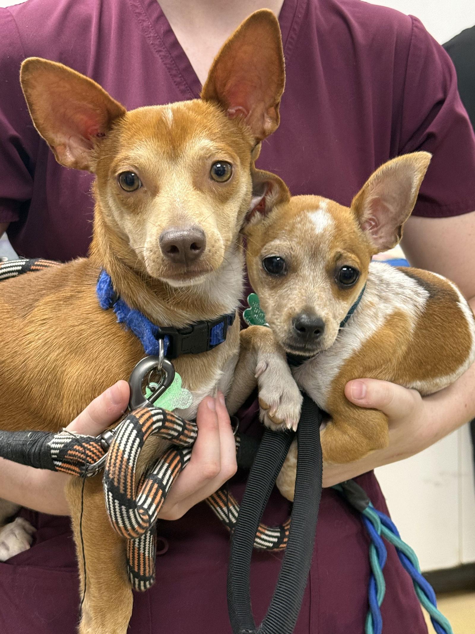 Atlas and Biscuit *, Adoptable, Young Male Chihuahua.