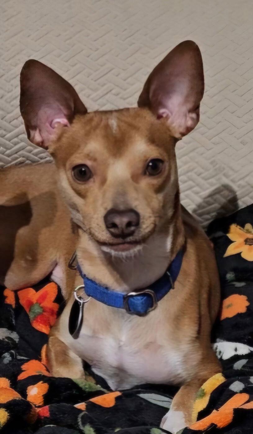 Enlarge Atlas*, a Adoptable Chihuahua in Royal Palm Beach, FL image 2/3