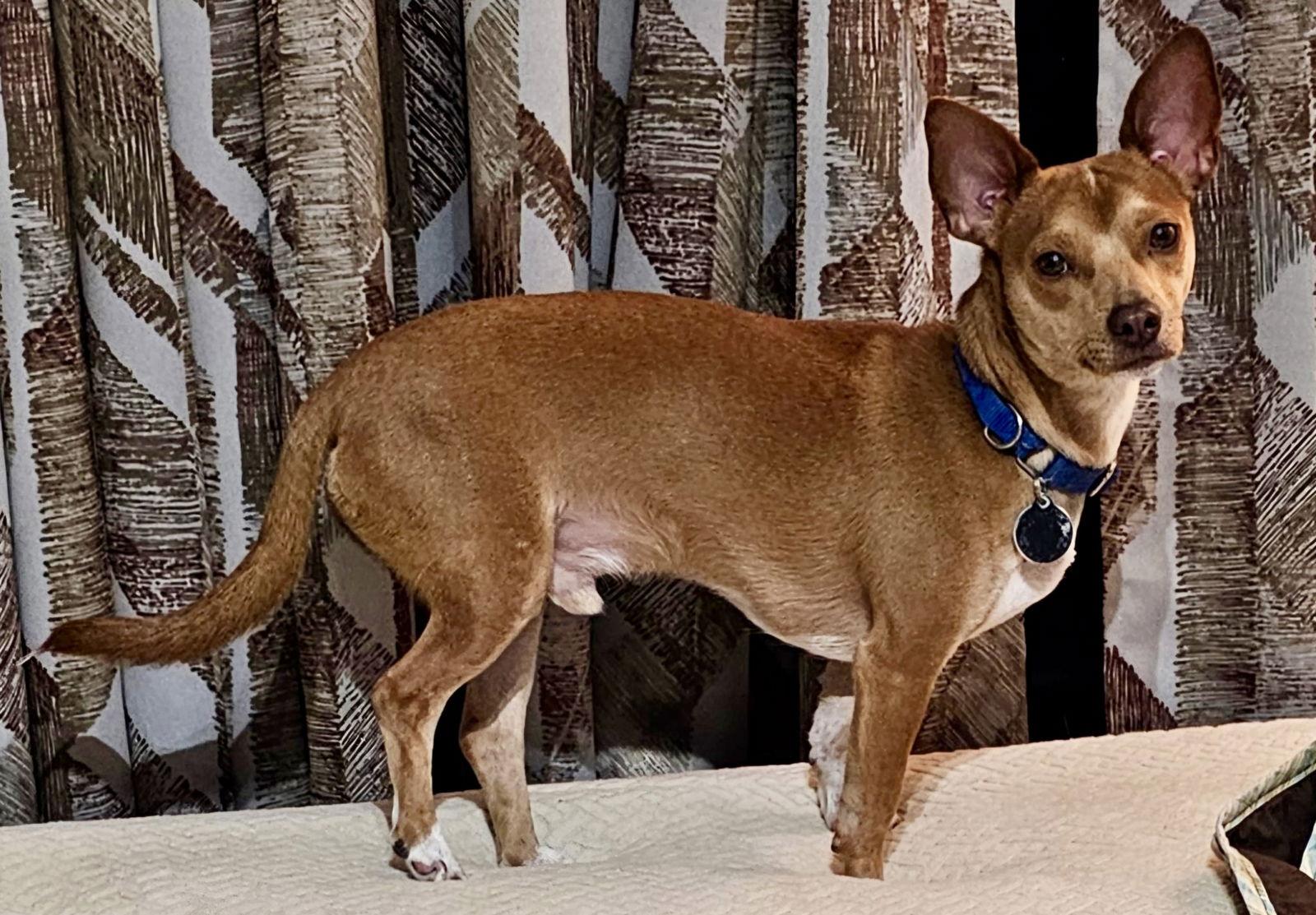 Enlarge Atlas*, a Adoptable Chihuahua in Royal Palm Beach, FL image 3/3