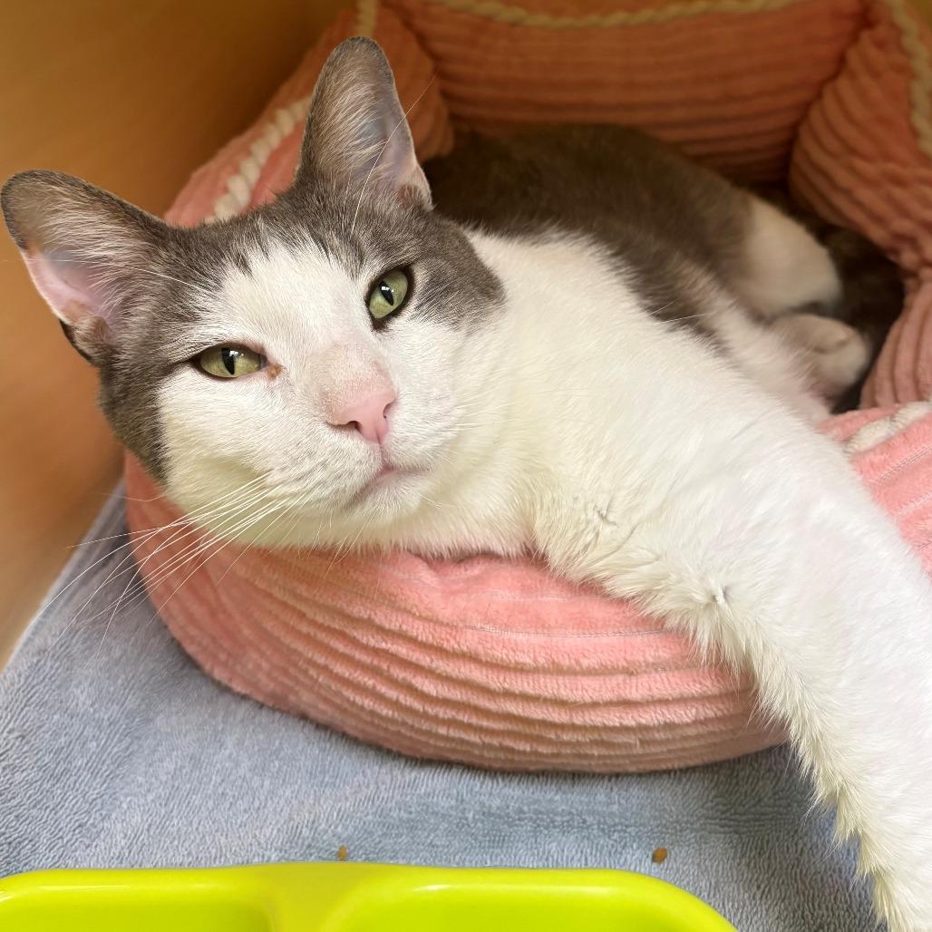 Enlarge Grayson, a Adoptable Domestic Short Hair in East Hanover, NJ image 2/6