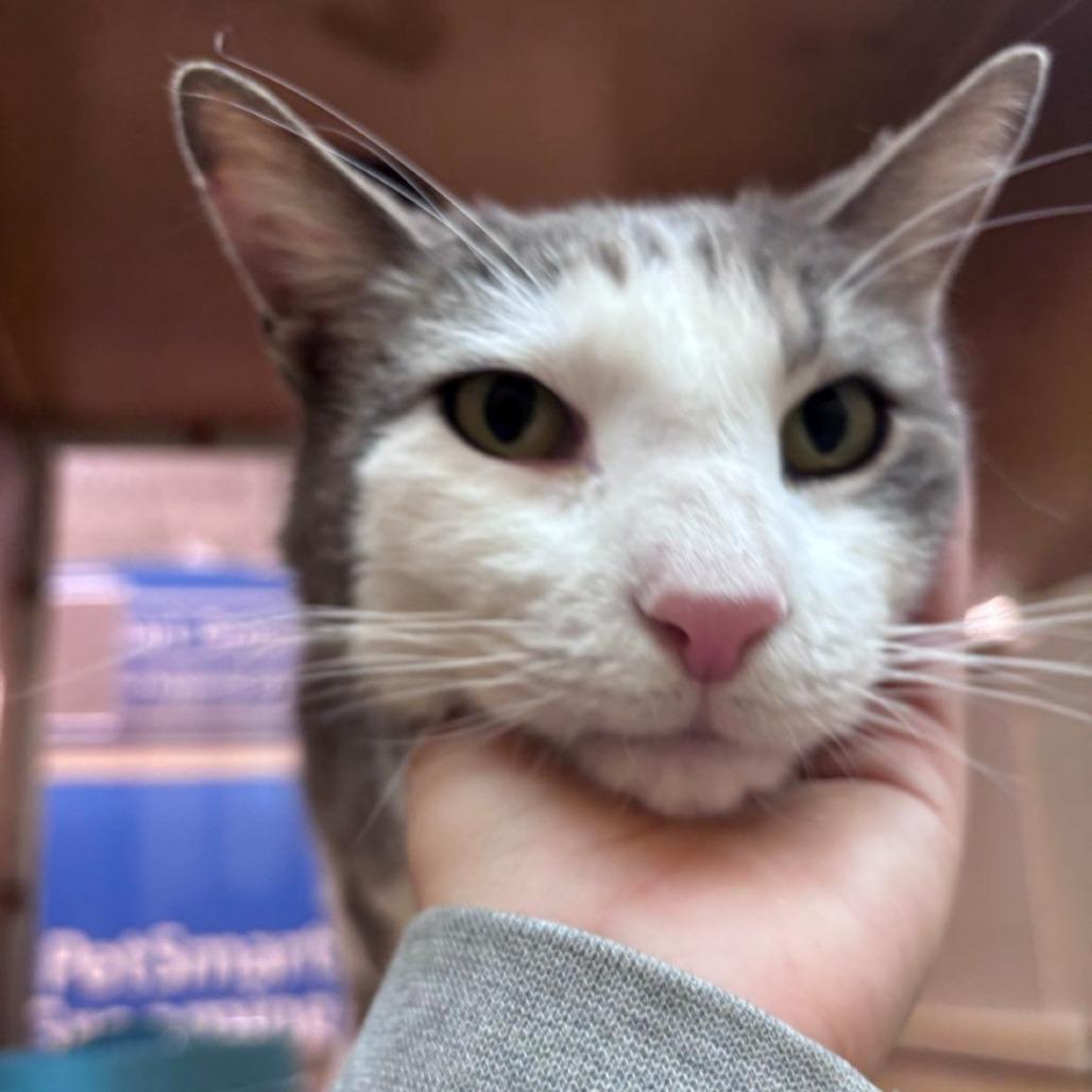 Enlarge Grayson, a Adoptable Domestic Short Hair in East Hanover, NJ image 2/4