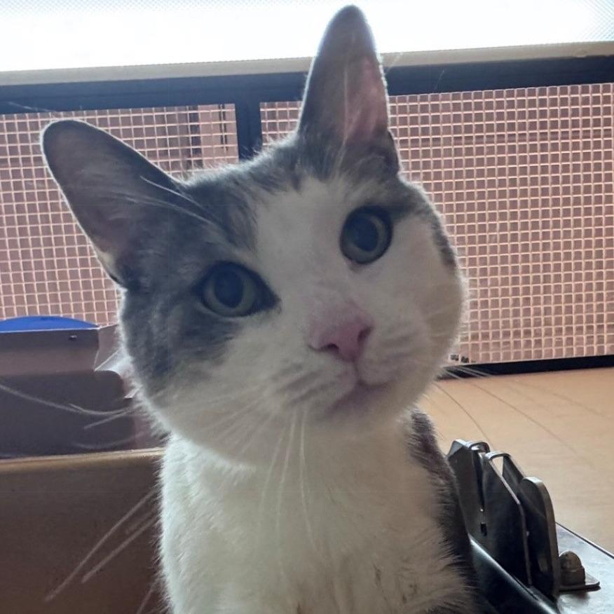 Enlarge Grayson, a Adoptable Domestic Short Hair in East Hanover, NJ image 4/6