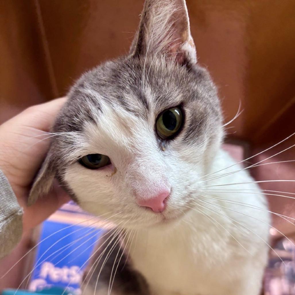 Enlarge Grayson, a Adoptable Domestic Short Hair in East Hanover, NJ image 3/4