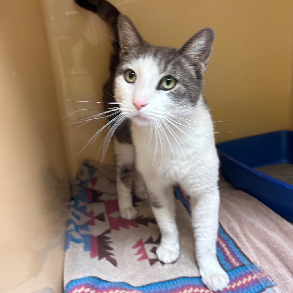 Enlarge Grayson, a Adoptable Domestic Short Hair in East Hanover, NJ image 4/4