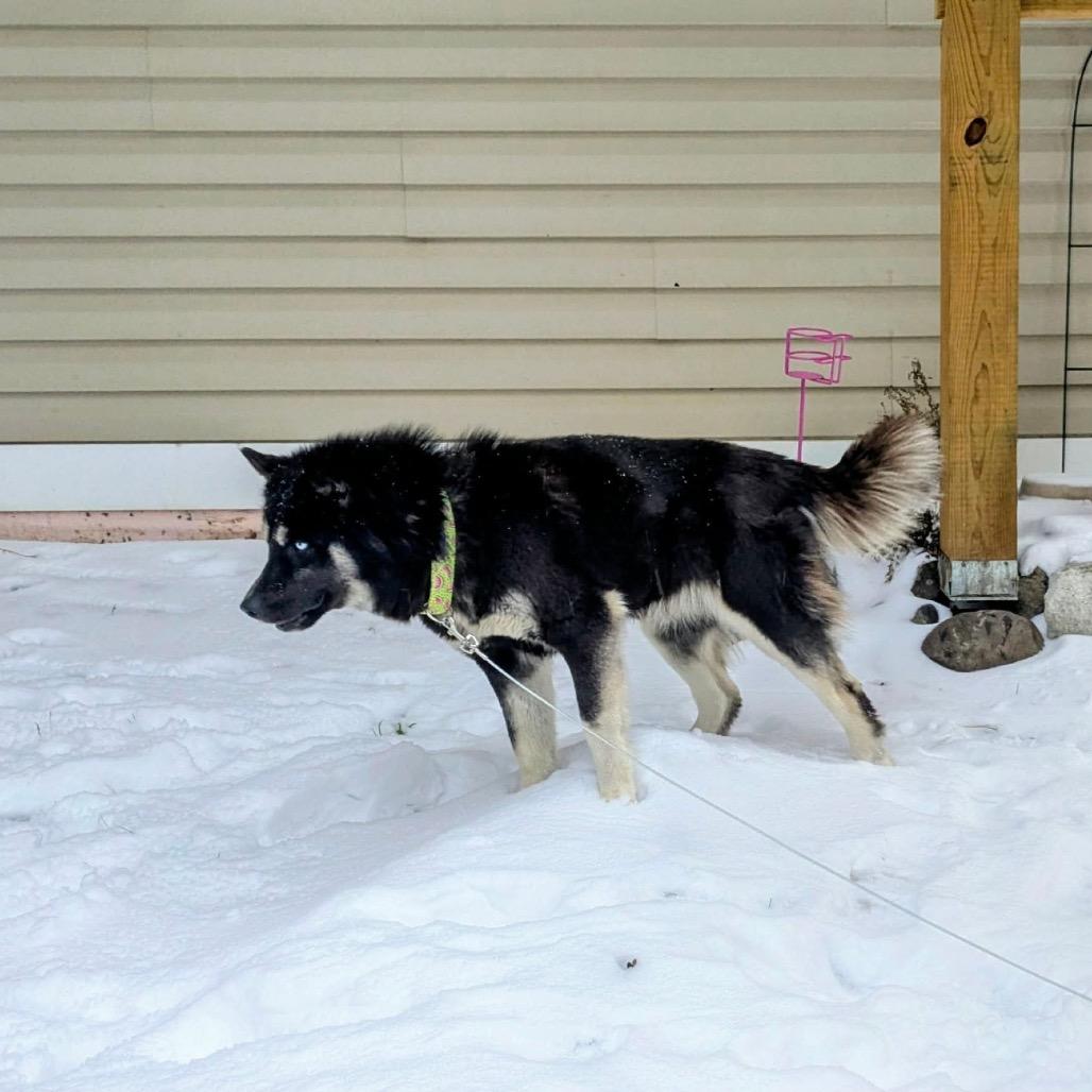 Tequila, Adoptable, Adult Female Husky.
