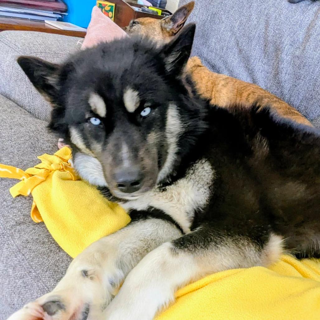 Tequila, a Adoptable Husky in Brainerd, MN image 2/6