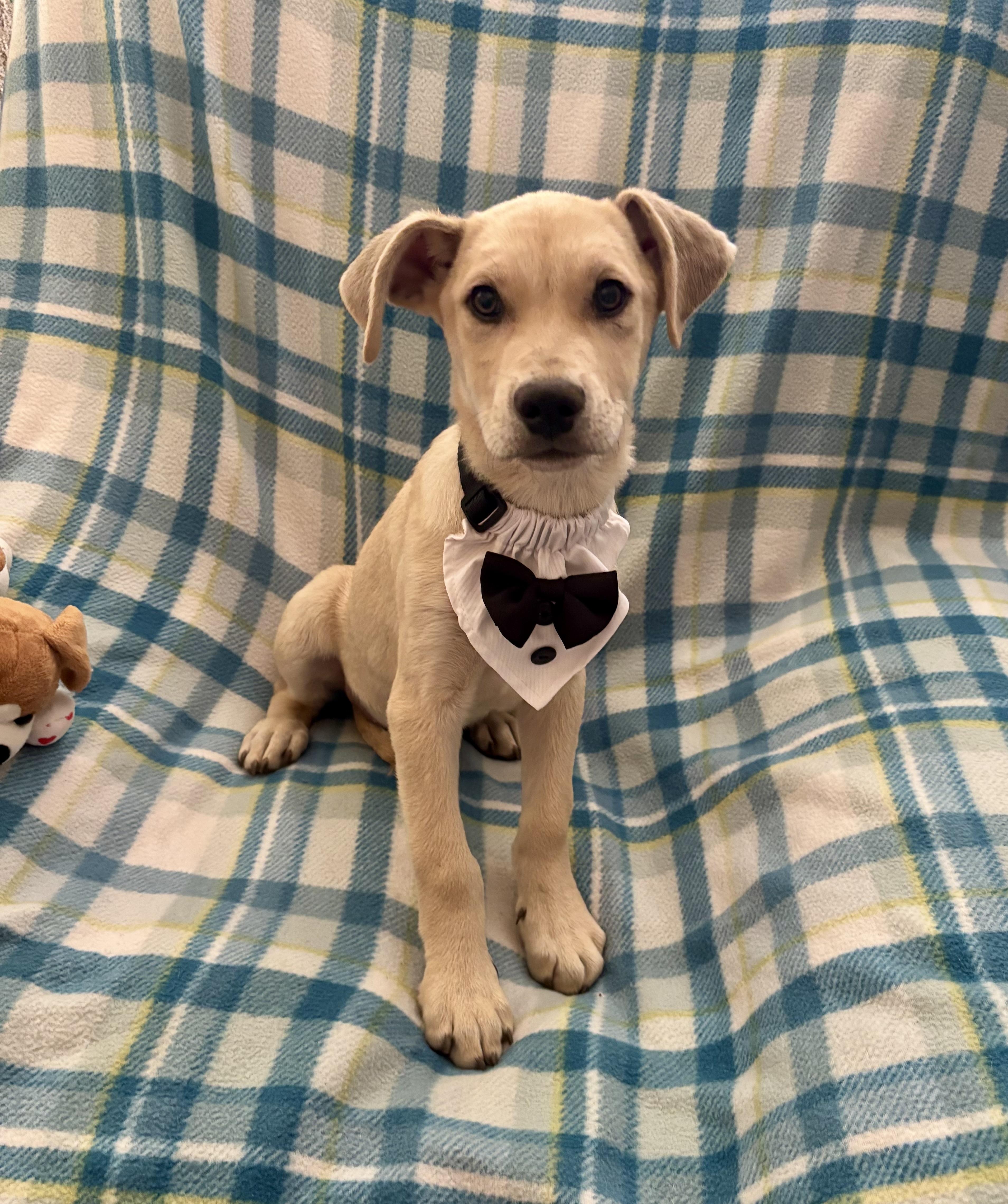 Enlarge Arthur, an adopted mixed breed in Foster, OR image 5/6