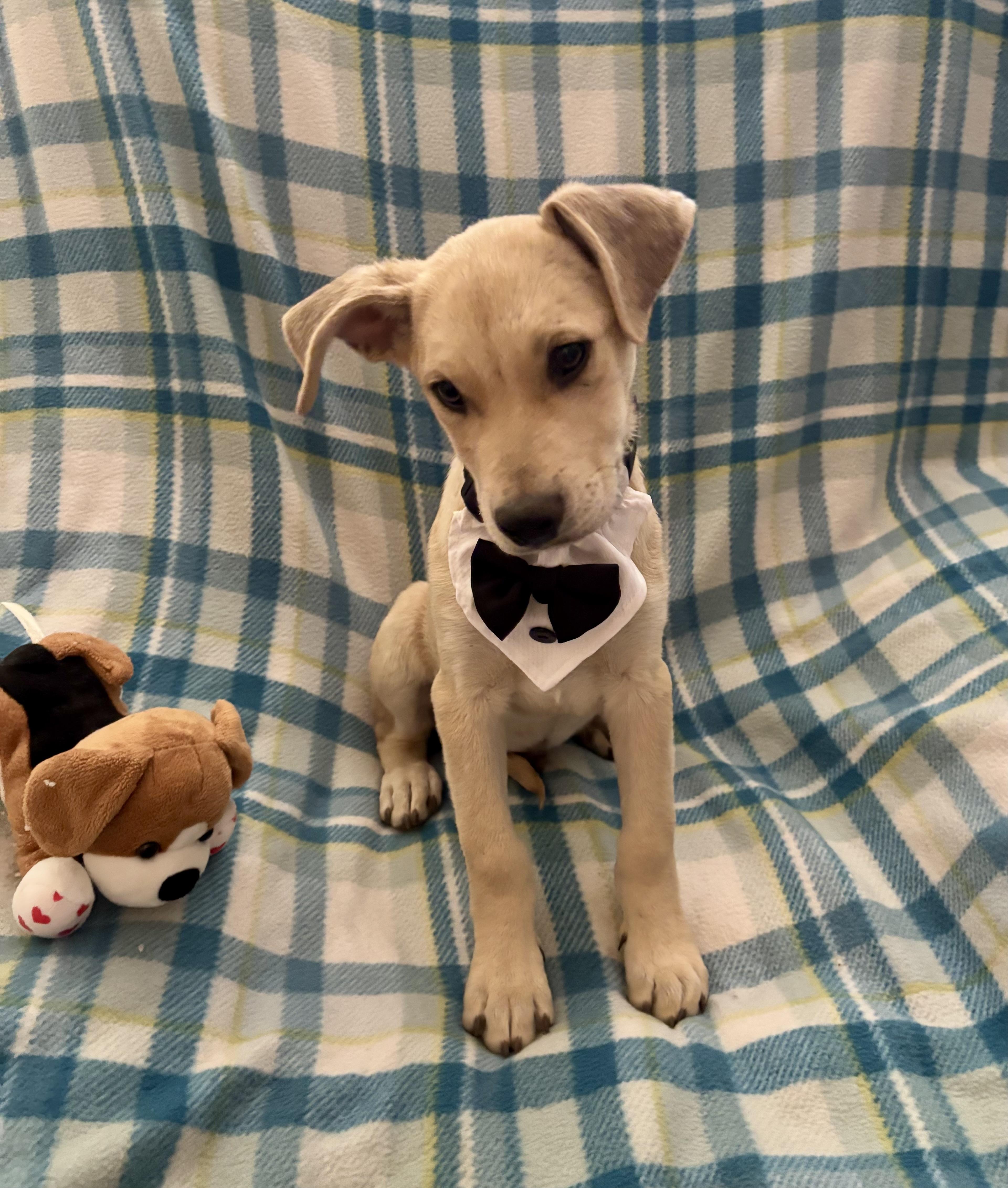 Enlarge Arthur, an adopted mixed breed in Foster, OR image 6/6