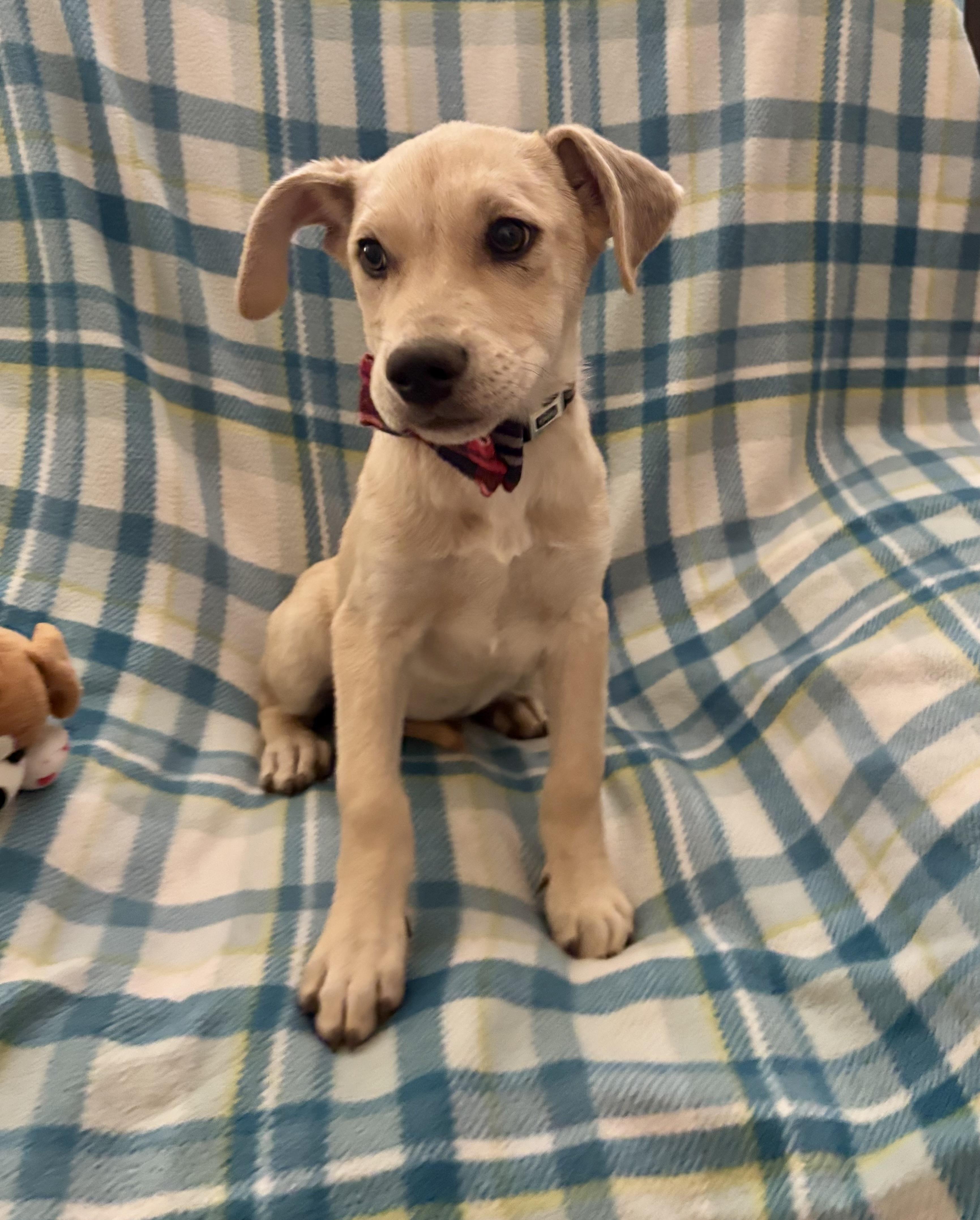 Enlarge Arthur, an adopted mixed breed in Foster, OR image 3/6