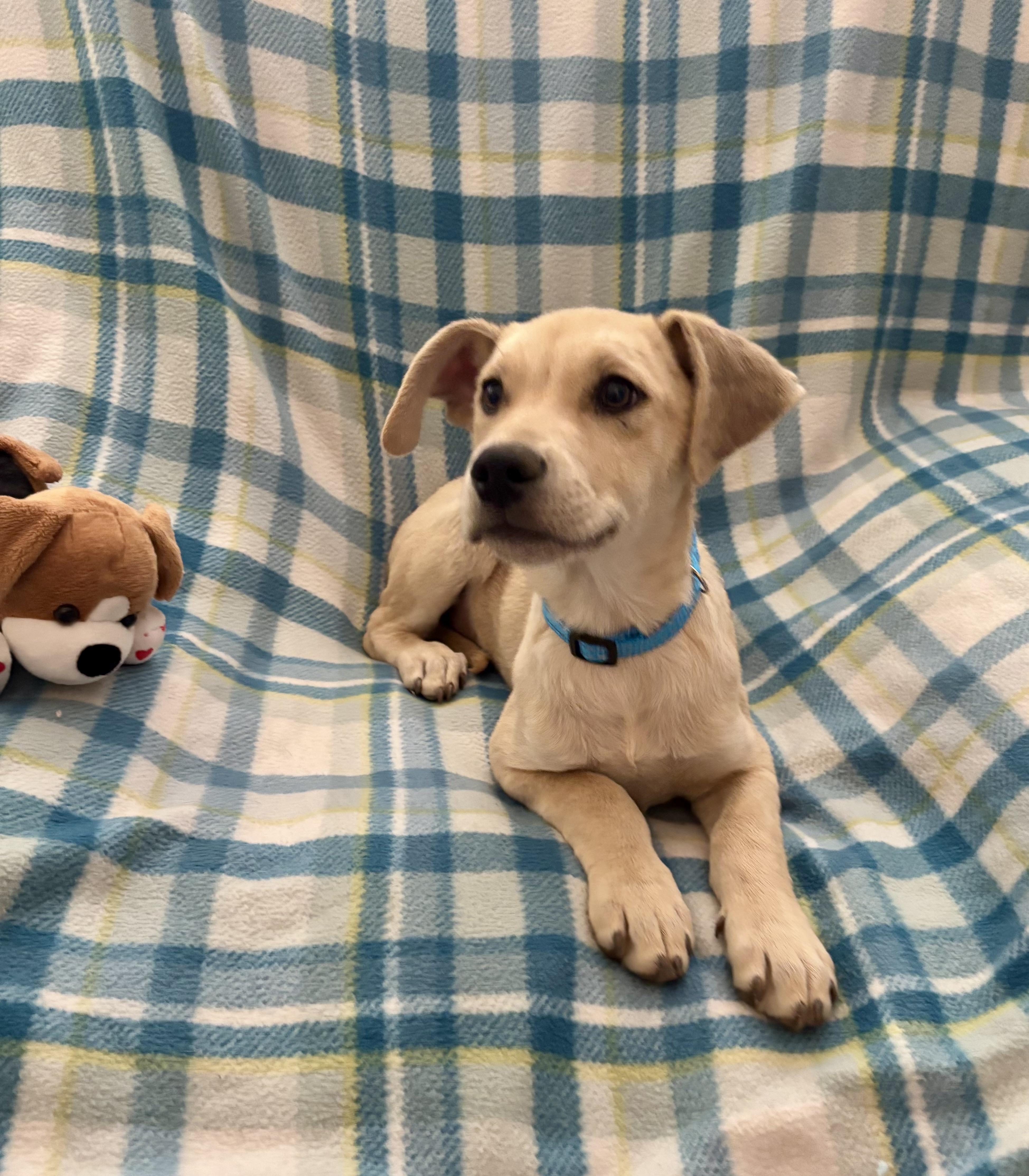 Enlarge Arthur, an adopted mixed breed in Foster, OR image 2/6