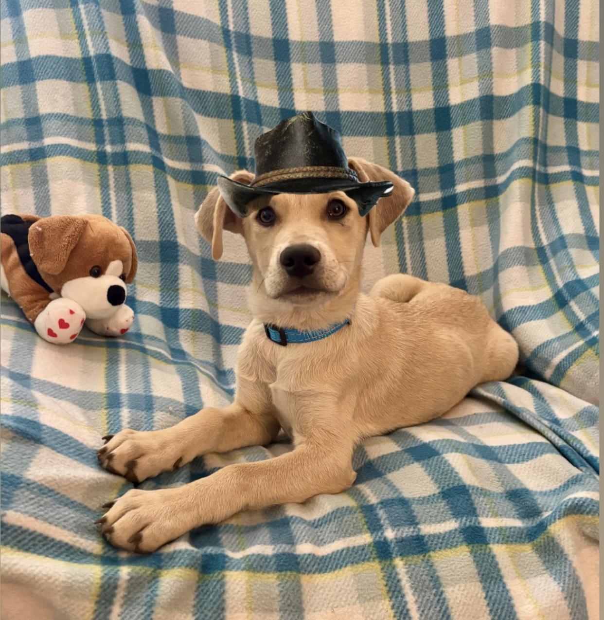 Arthur, adopted, Puppy Male Labrador Retriever & Shepherd.