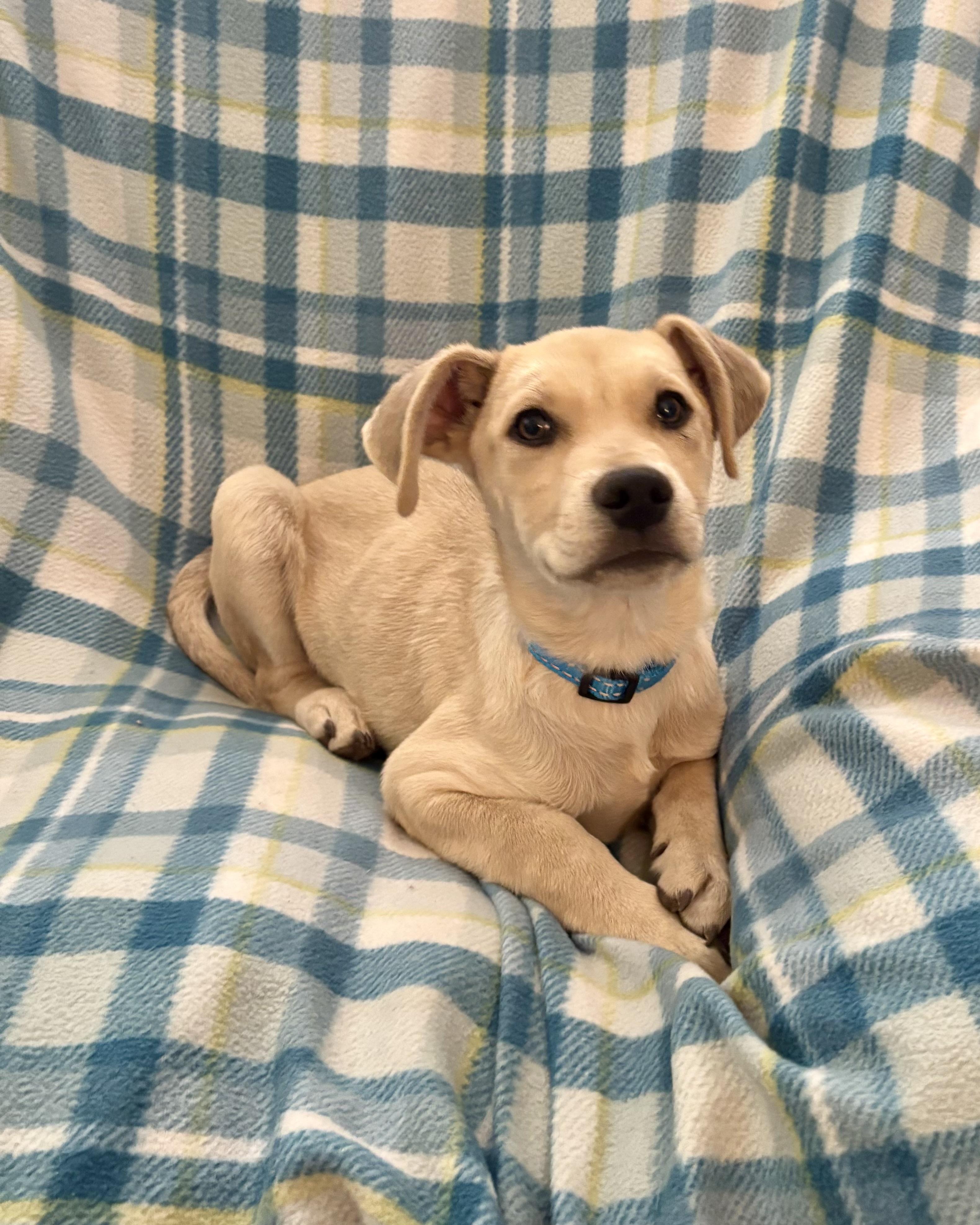 Enlarge Arthur, an adopted mixed breed in Foster, OR image 4/6