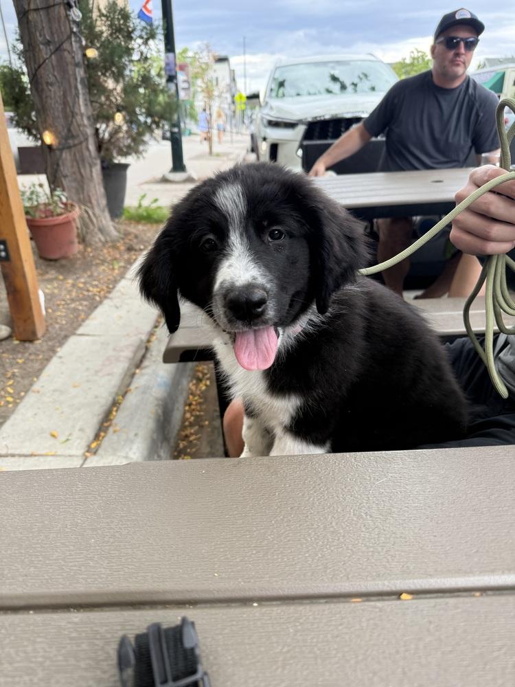 Doneganze / Robin, Adopted, Puppy Female Labrador Retriever & Mixed Breed.