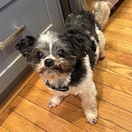 Enlarge TIMMY- Needs a forever home!, an adopted Shih Tzu in Birmingham, MI image 2/4