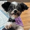 Enlarge TIMMY- Needs a forever home!, an adopted Shih Tzu in Birmingham, MI image 1/4