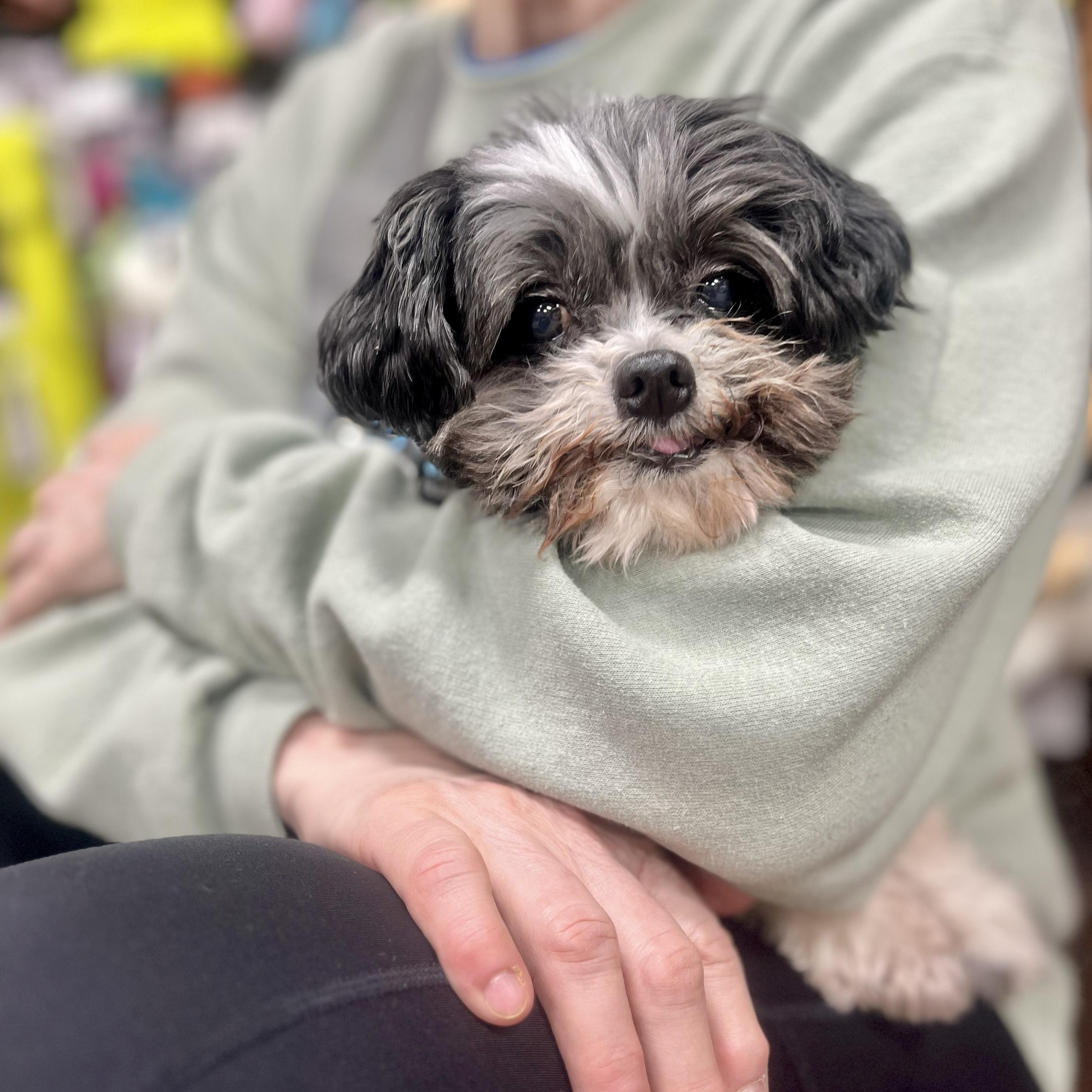 Enlarge TIMMY- Needs a forever home!, an adopted Shih Tzu in Birmingham, MI image 4/4