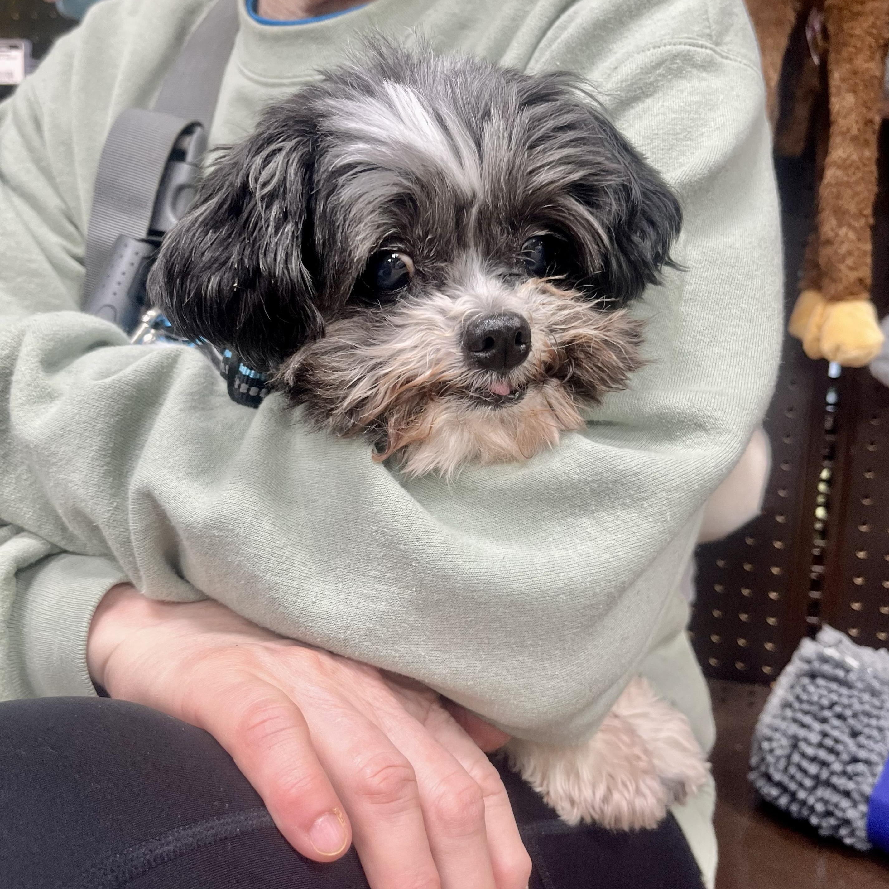 TIMMY- Needs a forever home! — thumbnail 4