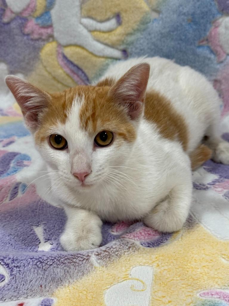 Enlarge Marco, a Adoptable mixed breed in Vacaville, CA image 1/1