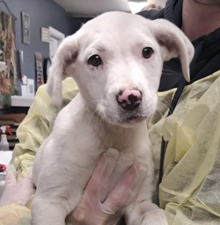 Enlarge Chloe, a ADOPTABLE Shepherd in Hollister, MO image 2/4