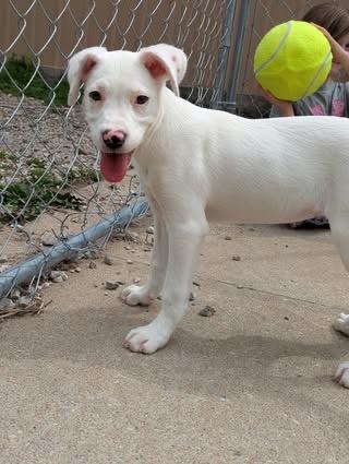 Enlarge Chloe, a ADOPTABLE Shepherd in Hollister, MO image 4/4