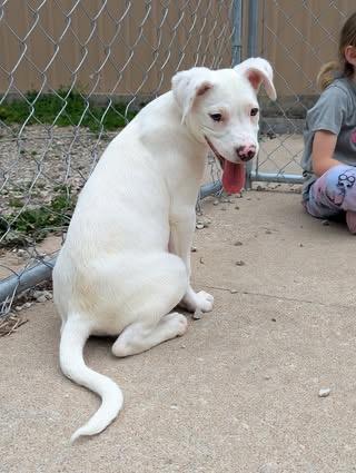Enlarge Chloe, a ADOPTABLE Shepherd in Hollister, MO image 3/4