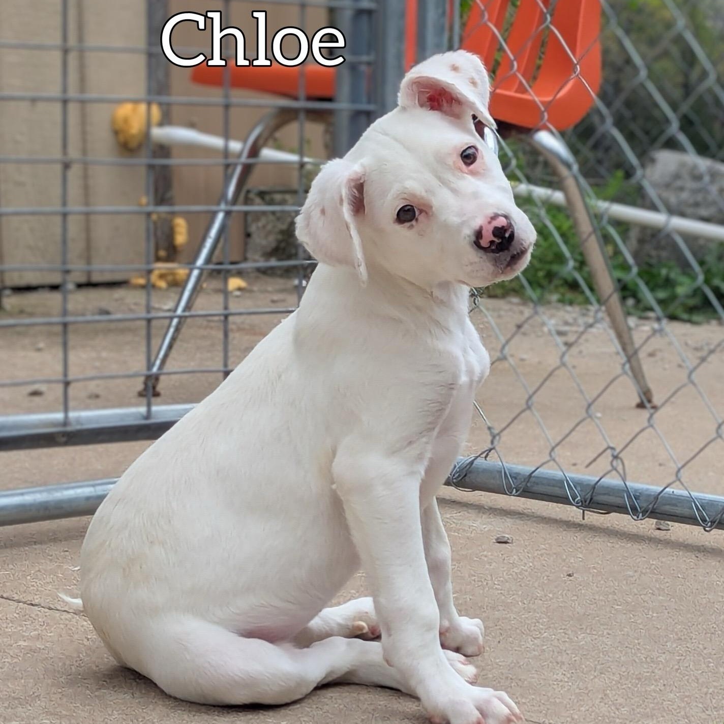 Enlarge Chloe, a ADOPTABLE Shepherd in Hollister, MO image 1/4