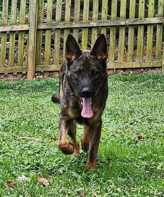 Chase, a Adoptable German Shepherd Dog in Baltimore, MD image 2/3