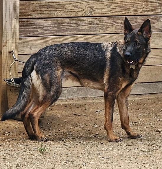 Chase, a Adoptable German Shepherd Dog in Baltimore, MD image 3/3