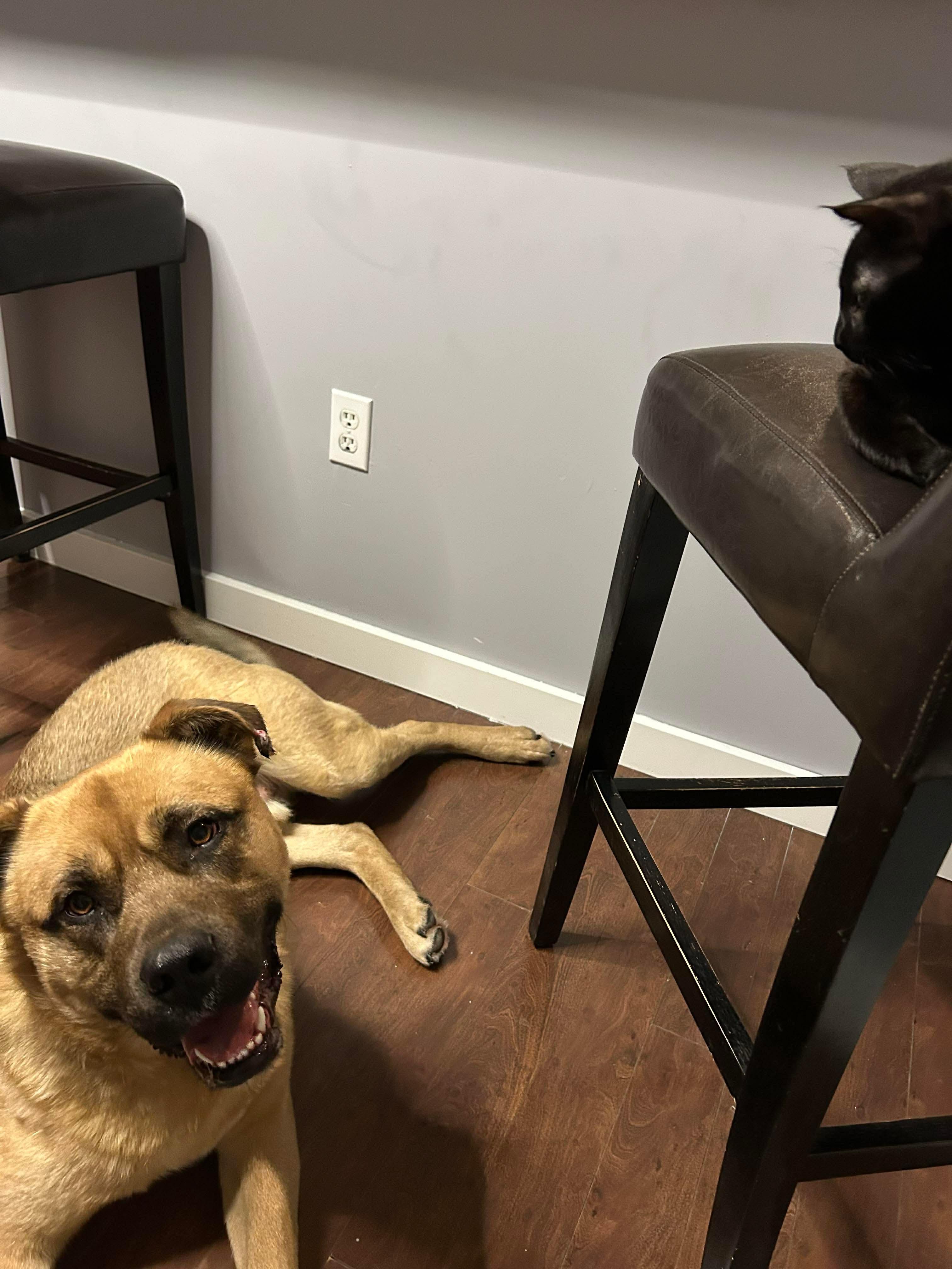 Enlarge Jake, a ADOPTABLE mixed breed in Hay River, NT image 2/4