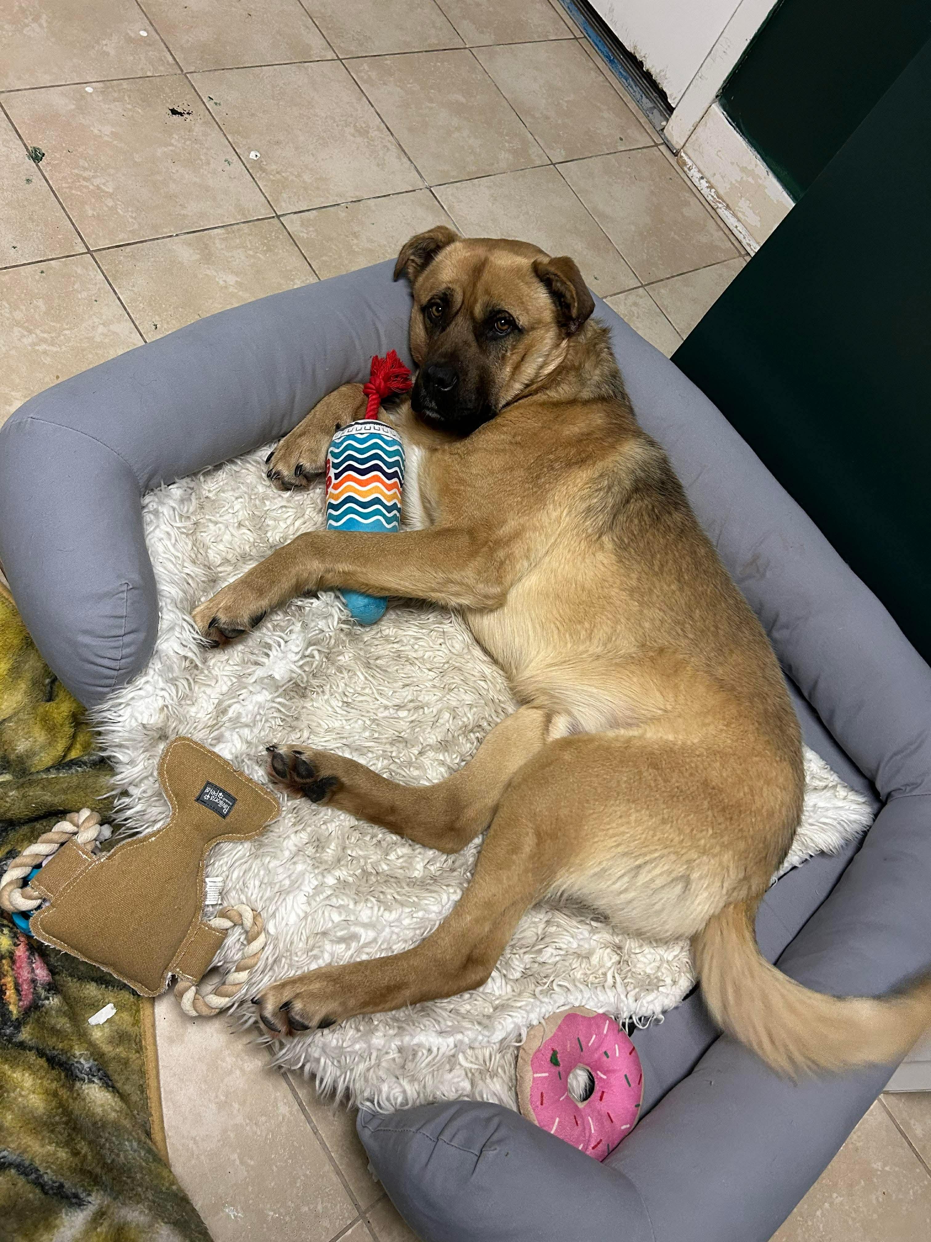 Enlarge Jake, a ADOPTABLE mixed breed in Hay River, NT image 3/4