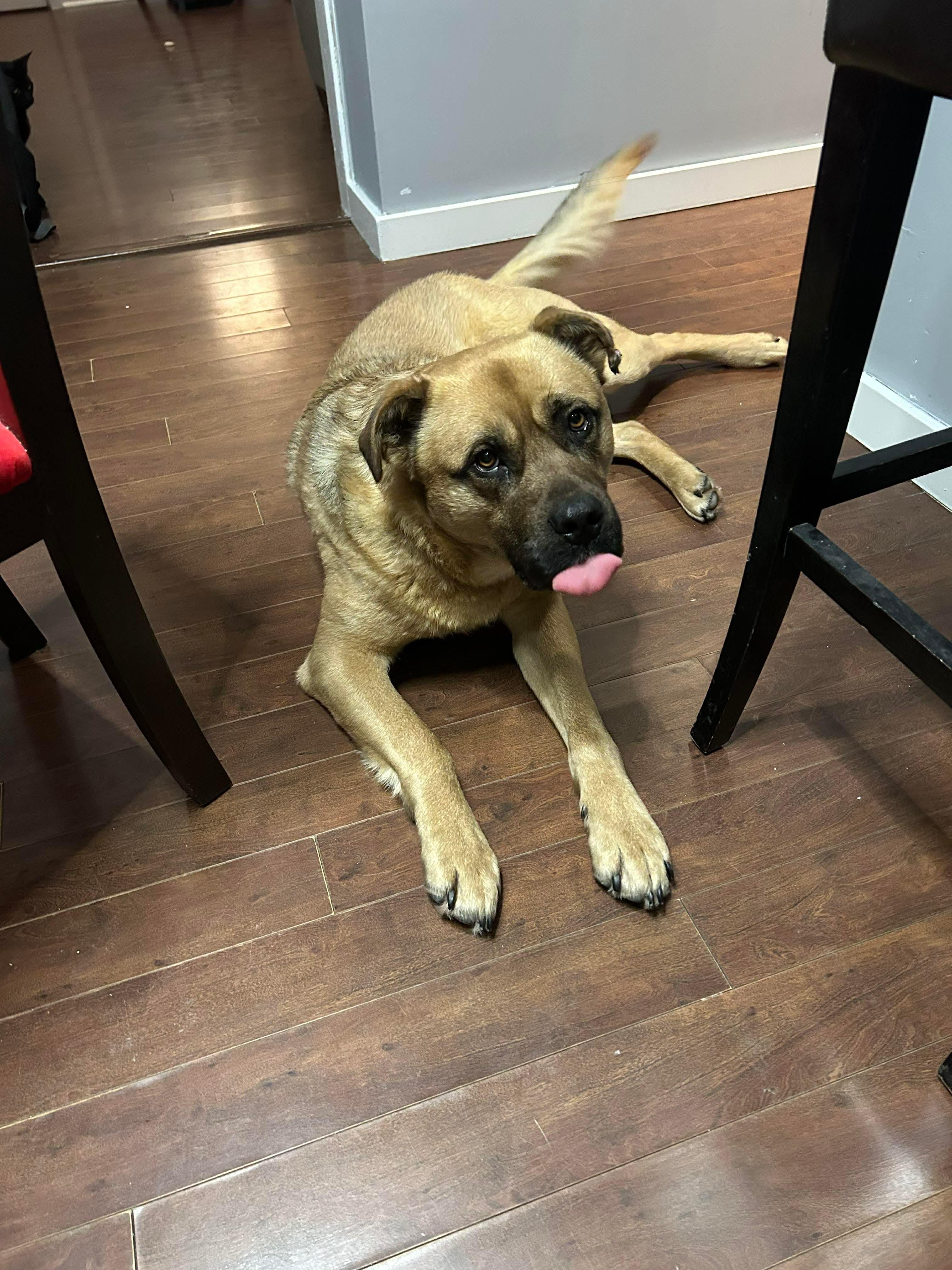 Enlarge Jake, a ADOPTABLE mixed breed in Hay River, NT image 4/4