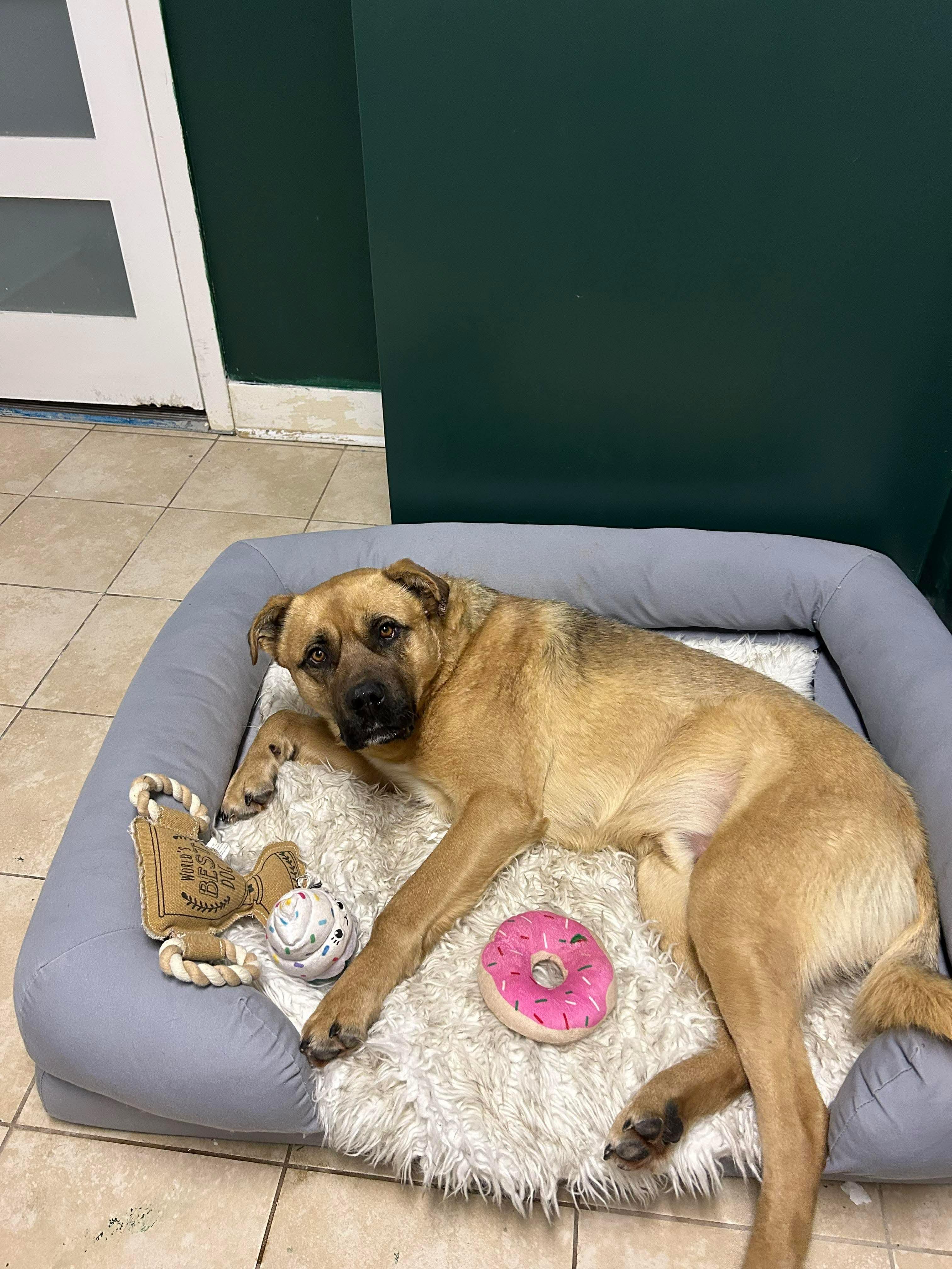 Jake, ADOPTABLE, Adult Male German Shepherd Dog.