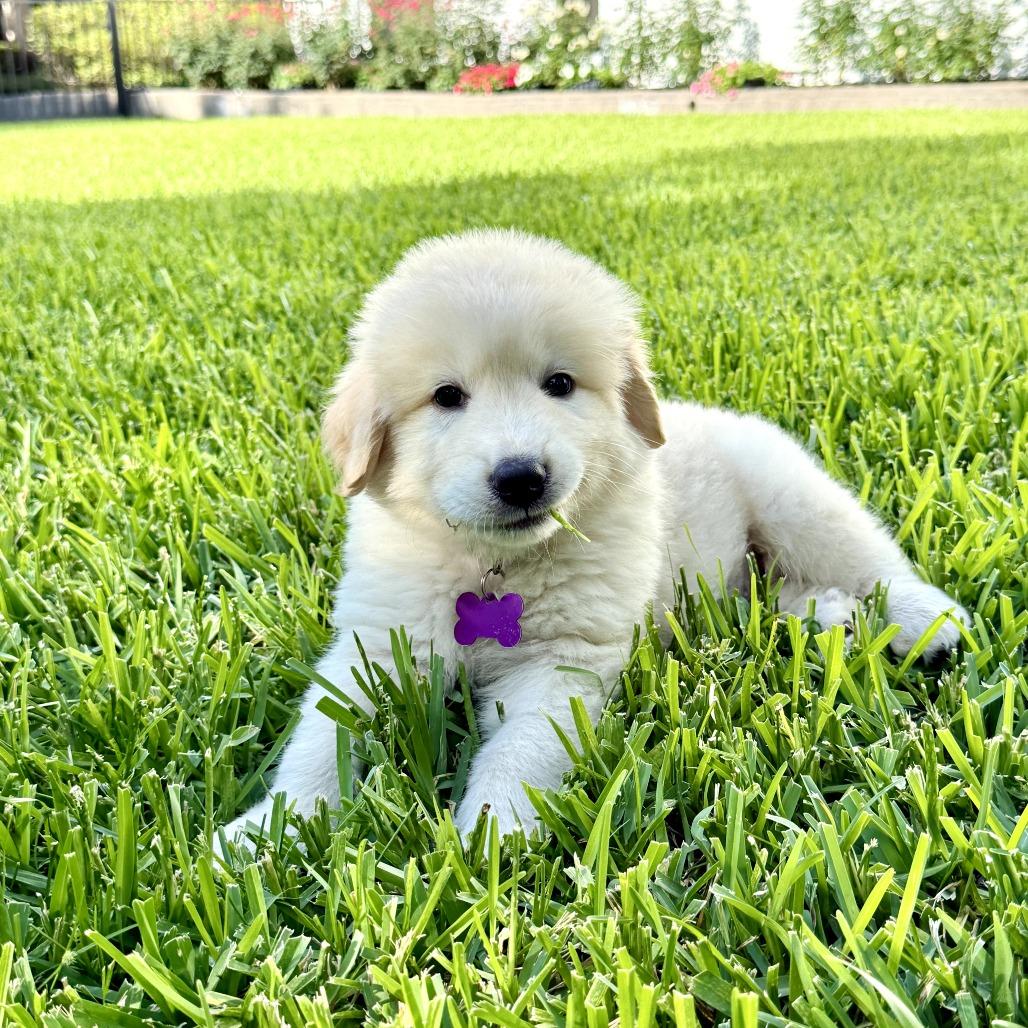 Otoro, a Adoptable Great Pyrenees in Houston, TX image 1/3